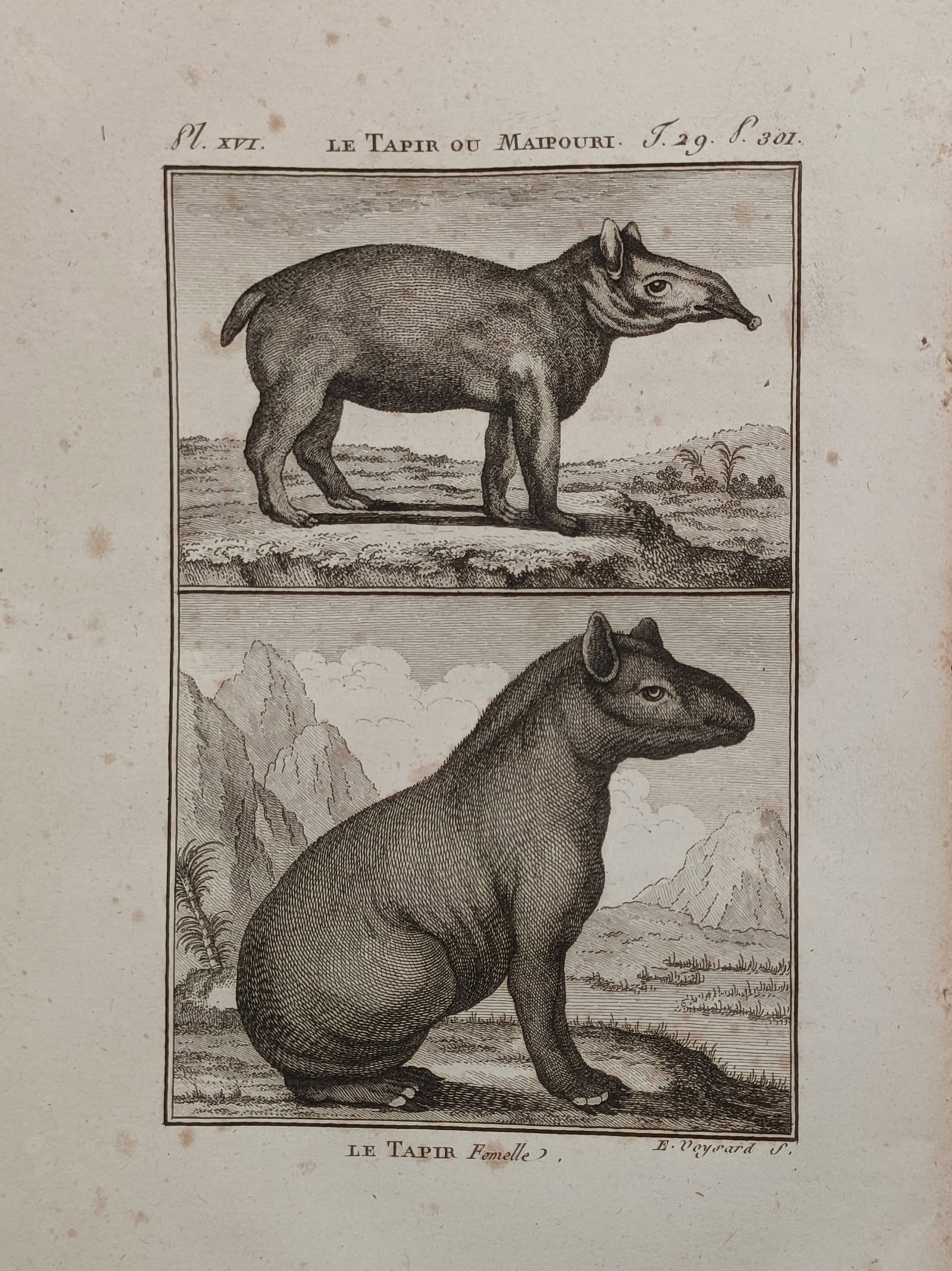 Georges-Louis Leclerc de Buffon – Zoological Study of the South American Tapir – France (1 of 2)