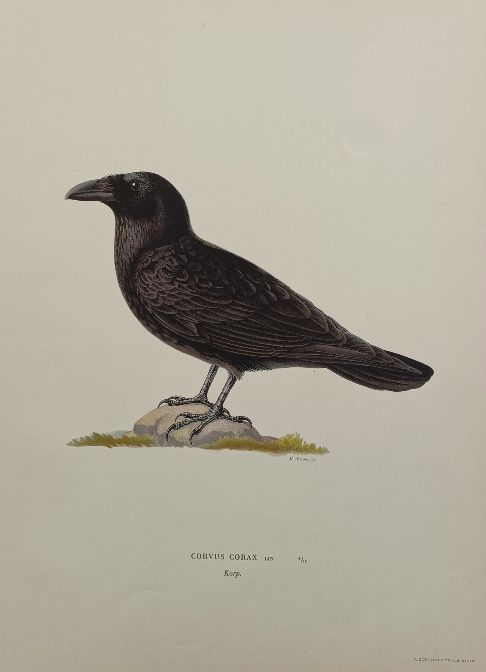 Magnus von Wright – Ornithological Study of a Common Raven – Sweden – Chromolithograph (1929): "Corvus Corax" The print features a scientific natural history study illustrating a common raven perched upright on a small, moss-covered stone. The composition displays the large passerine bird in fu