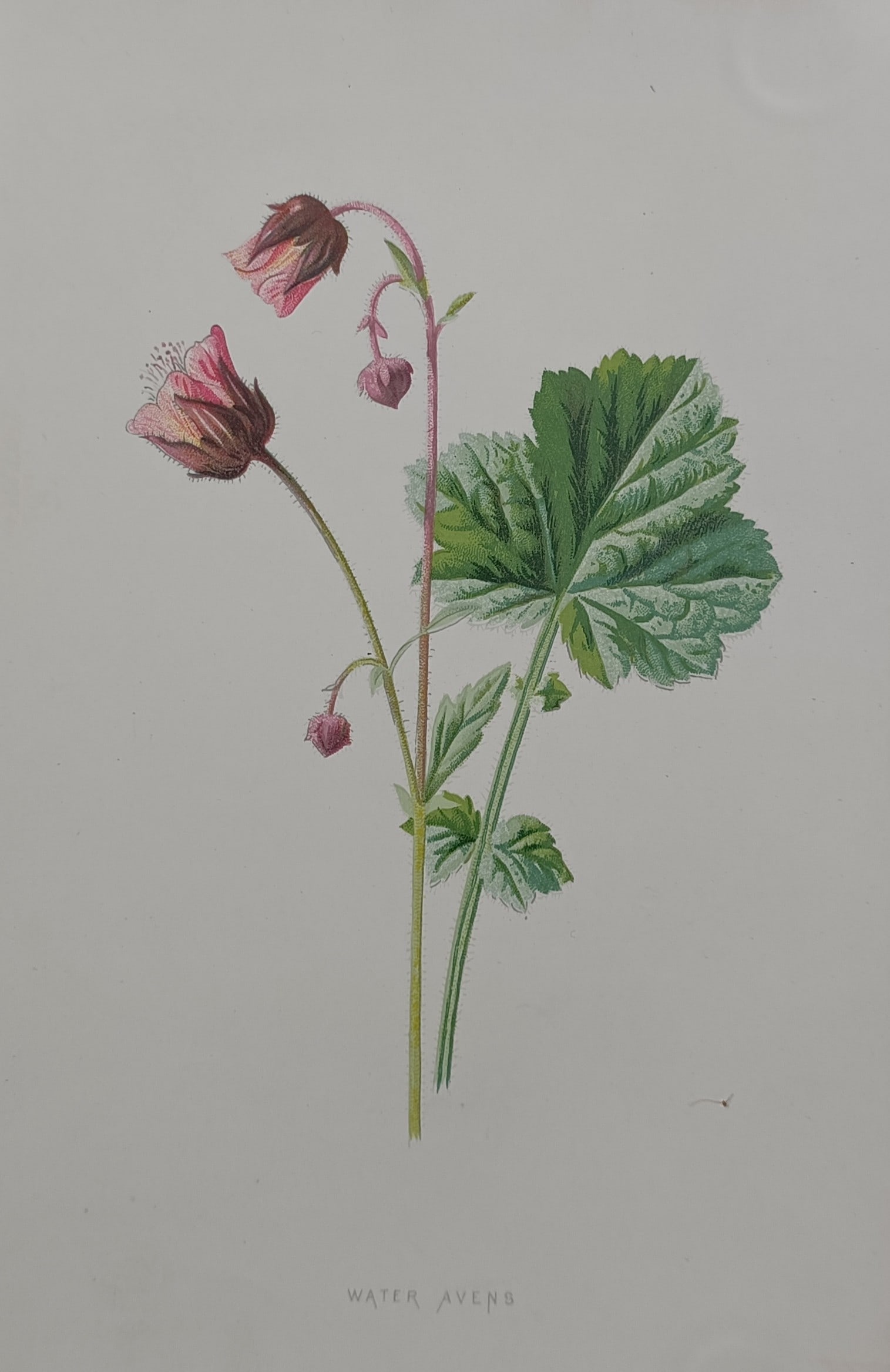 Frederick Edward Hulme – Botanical Study of the Water Avens Plant – Great Britain (1 of 2)