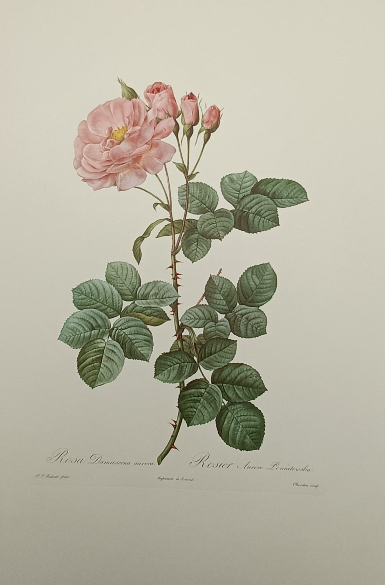 Pierre-Joseph Redouté, after – Botanical Study of the Poniatowska Damask Rose – Offset print (1 of 2)