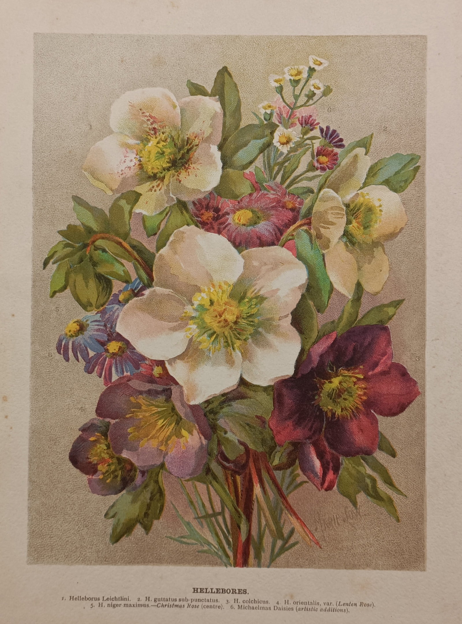 Marie Low – Botanical Study of Mixed Hellebores – Great Britain – Chromolithograph (1897) (1 of 2)