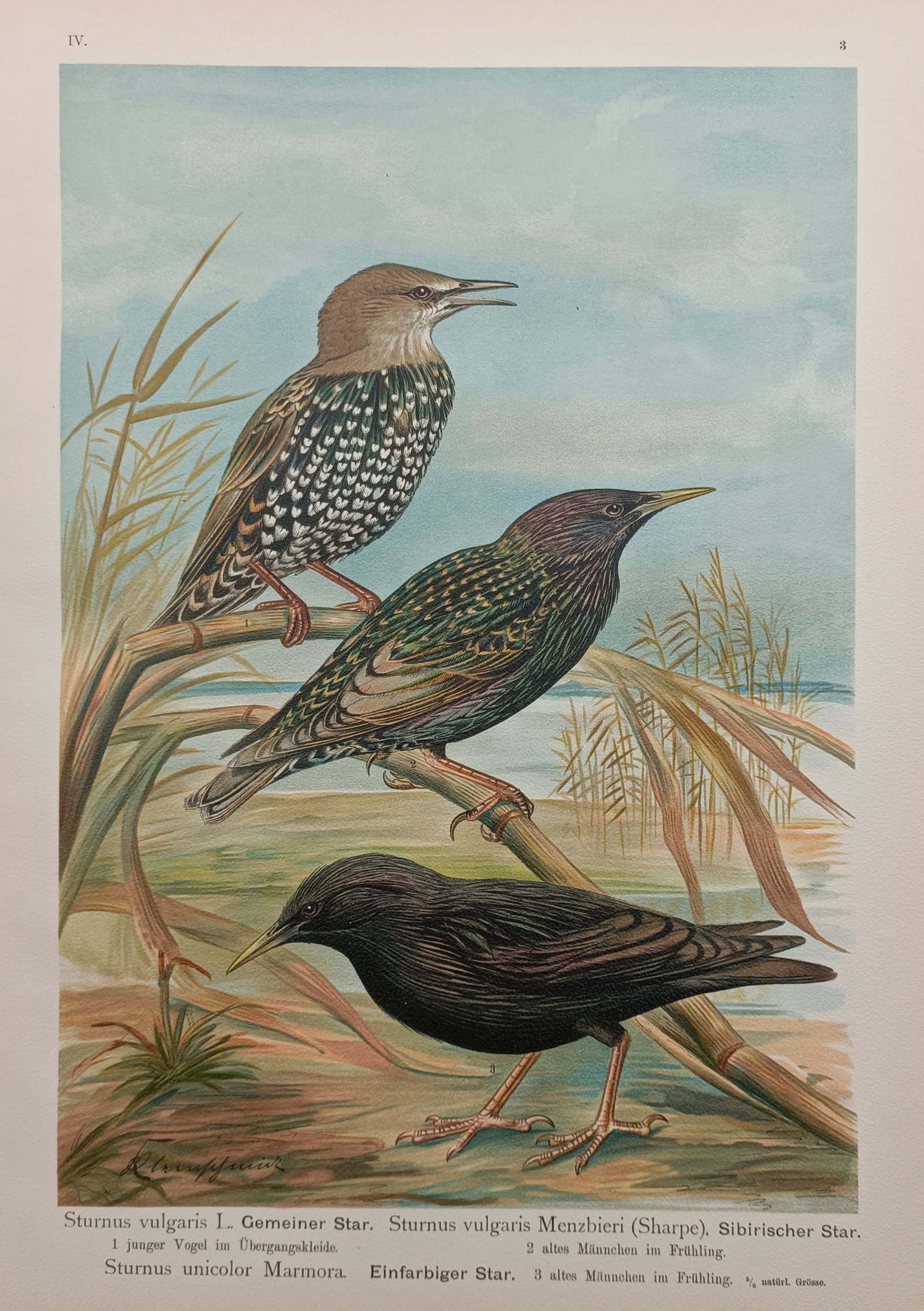 Johann Friedrich Naumann – History of the Common Starling, Siberian Starling, and Starling: This ornithological print illustrates three distinct starling species perched in their natural wetland habitat against a soft blue sky and water background. The topmost bird shows the speckled transit