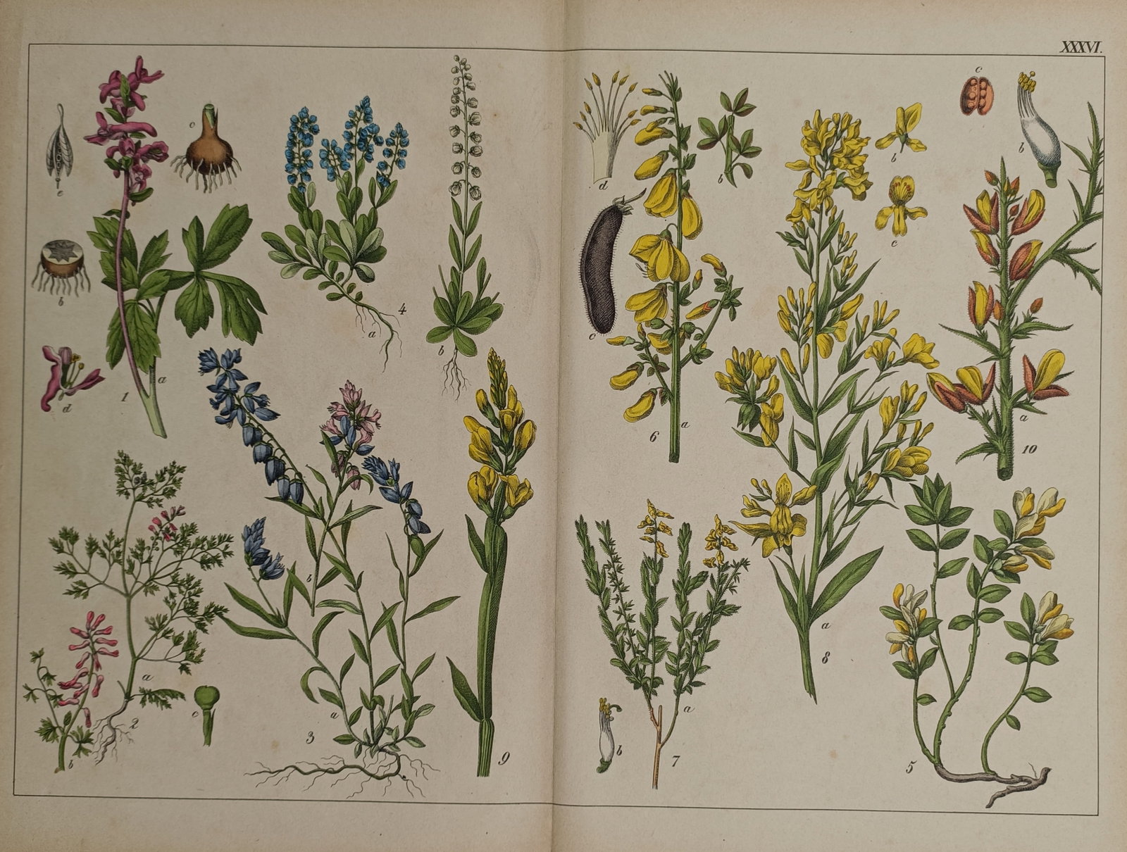 Jacob Sturm – Botanical Studies of Cultivated and Wild Flowers – Hand-coloured Engraving (1798) (1 of 2)