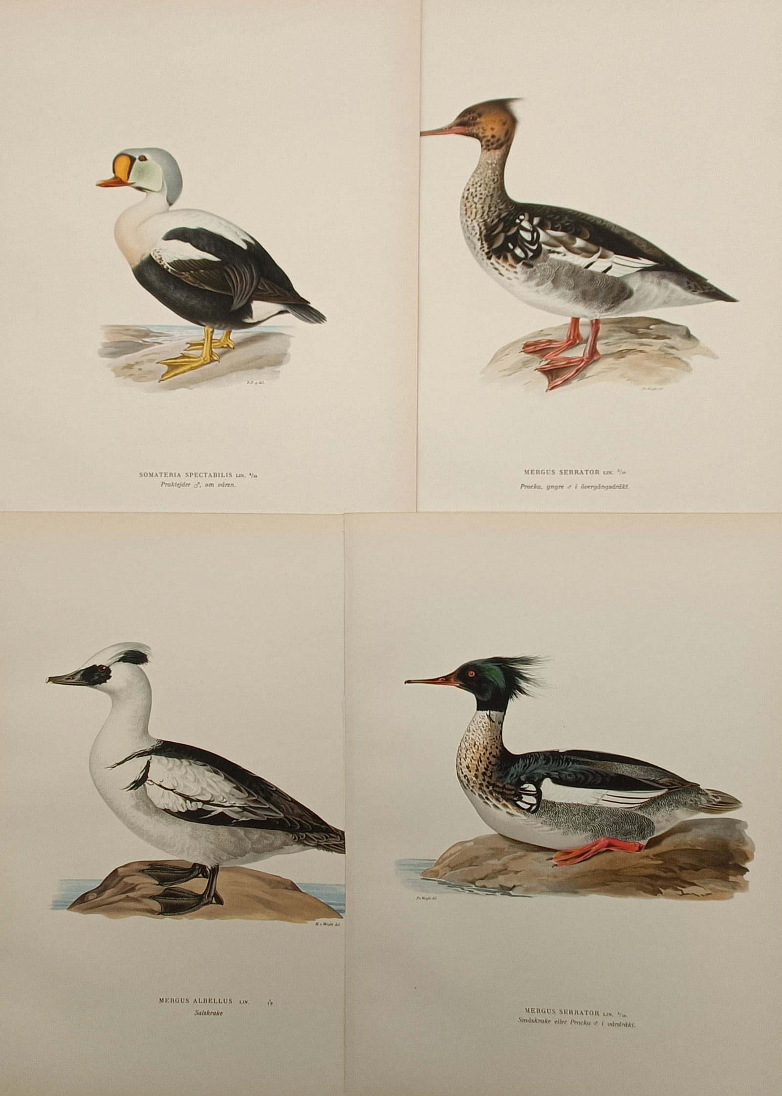 Magnus von Wright (1805–1867) – Set of 4: Ornithological Studies of Waterfowl – Lithograph (1 of 2)