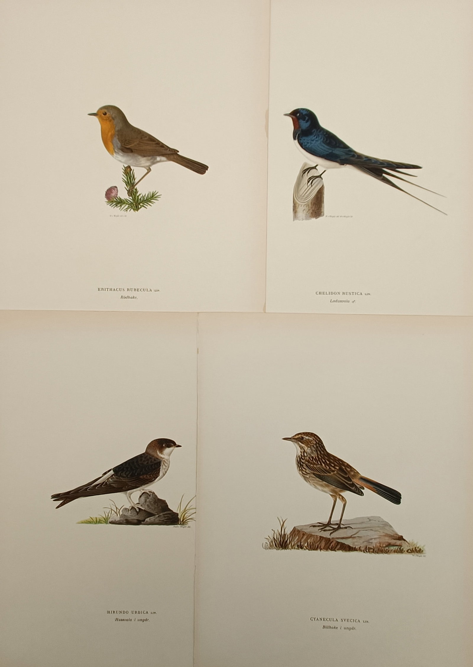 Magnus von Wright – Set of 4: Ornithological Studies of Passerine and Migratory Birds –: "Erithacus Rubecula" This set of four lithographs displays detailed scientific ornithological studies documenting various northern European passerine and migratory bird species. Each composition portr