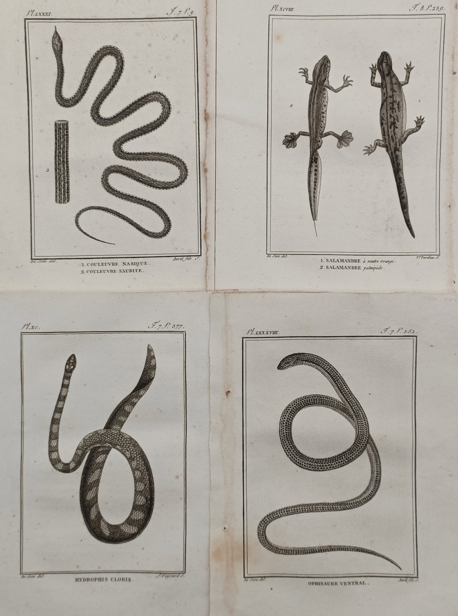Georges-Louis Leclerc, Comte de Buffon – Studies of Serpents and Lizards – Engraving (1788) (1 of 2)