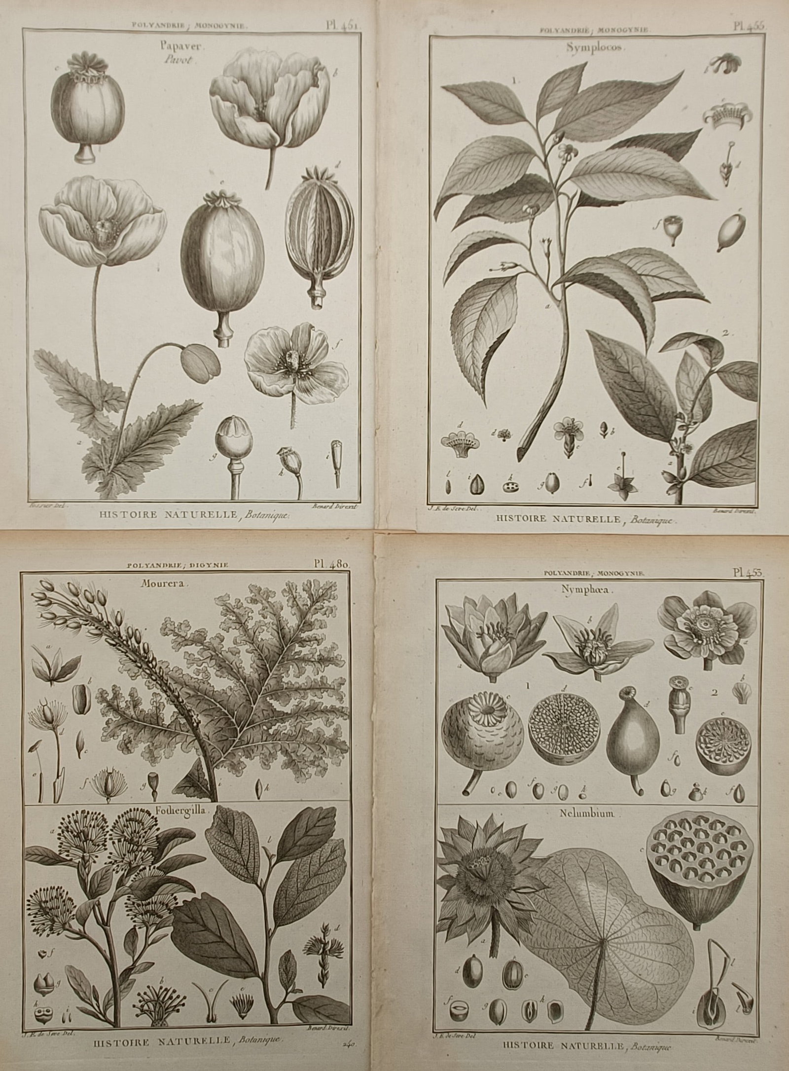 Robert Bénard – Set of 4: Encyclopedic Taxonomical Records of Global Plants – Engraving (1780) (1 of 2)