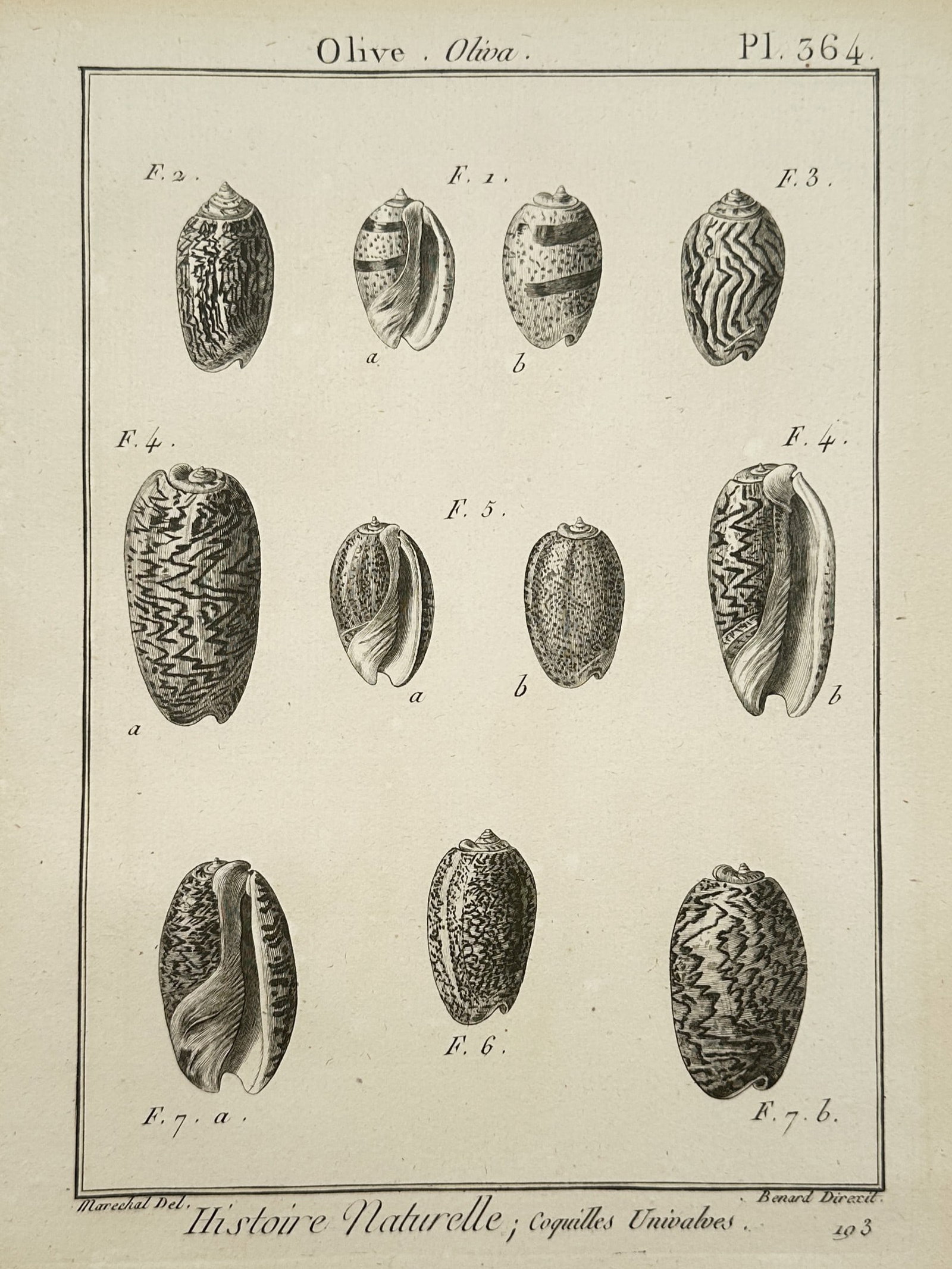 Robert Bénard – Study of Olive Shells – Engraving (1789): "Natural History; Univalve Shells" is a conchological illustration showcasing an assortment of olive shells with detailed zigzag, speckled, and striated patterning. The composition presents the distin