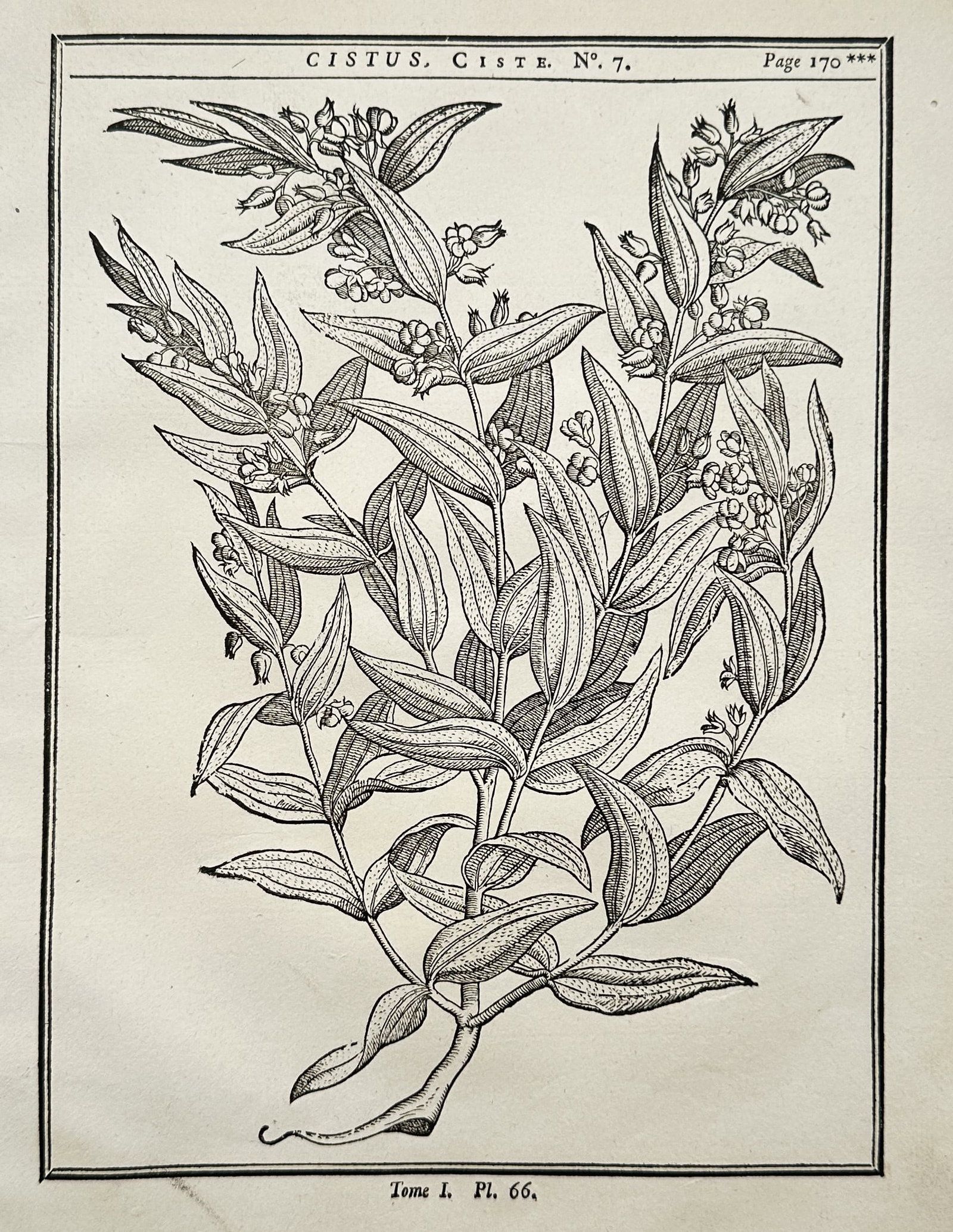 Charles-Joseph Panckoucke – Cistus, Rock Rose – Engraving (18th Century): "Cistus, Rock Rose" is a botanical illustration showcasing the detailed anatomy of a flowering perennial shrub. The composition features an intricate arrangement of narrow elongated leaves, small budd