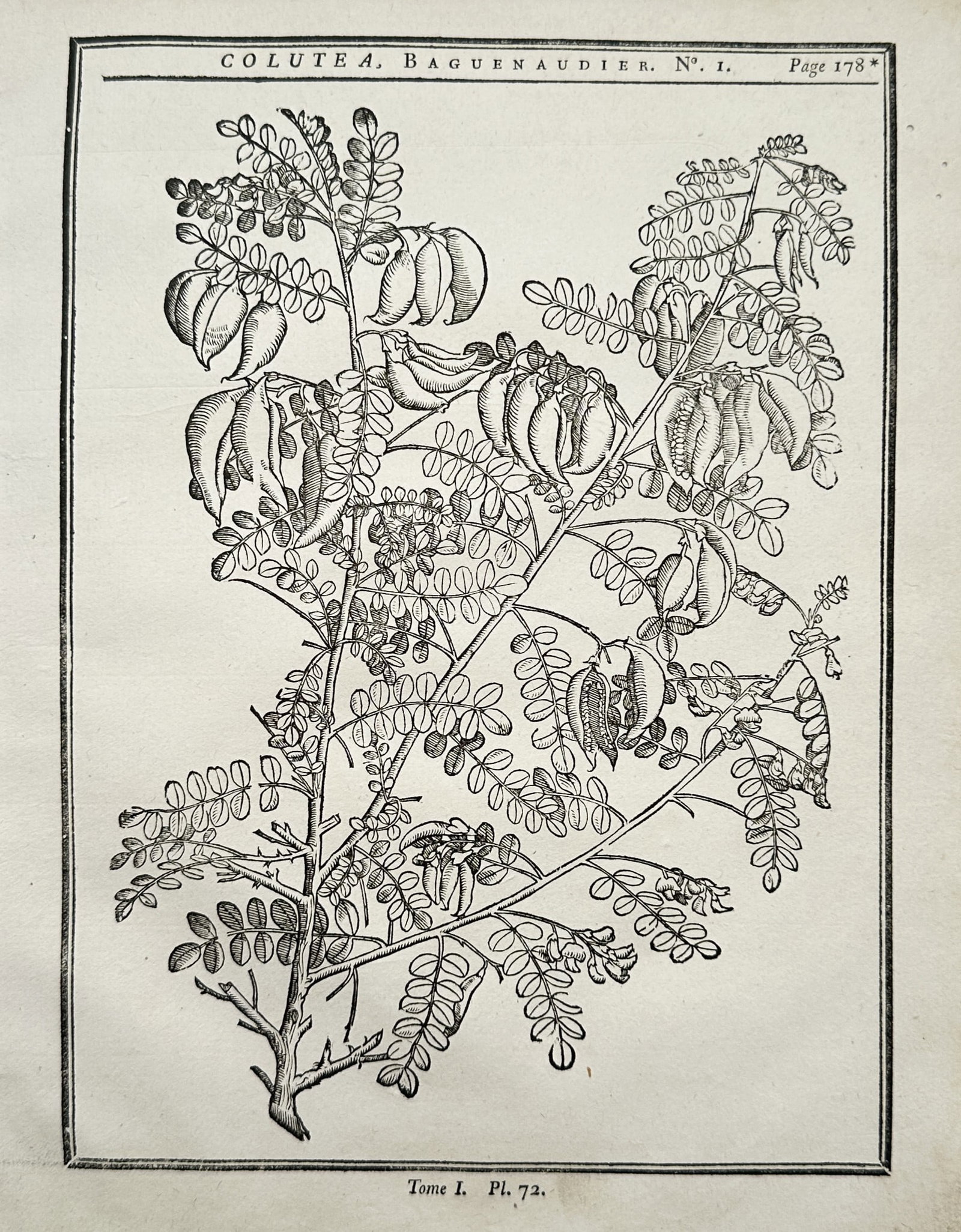 Charles-Joseph Panckoucke – Colutea, Bladder Senna – Engraving (18th Century): "Colutea, Bladder Senna" is a botanical illustration showcasing the detailed anatomy of a deciduous fruiting shrub. The composition features an intricate arrangement of pinnate leaves, small flowers, 