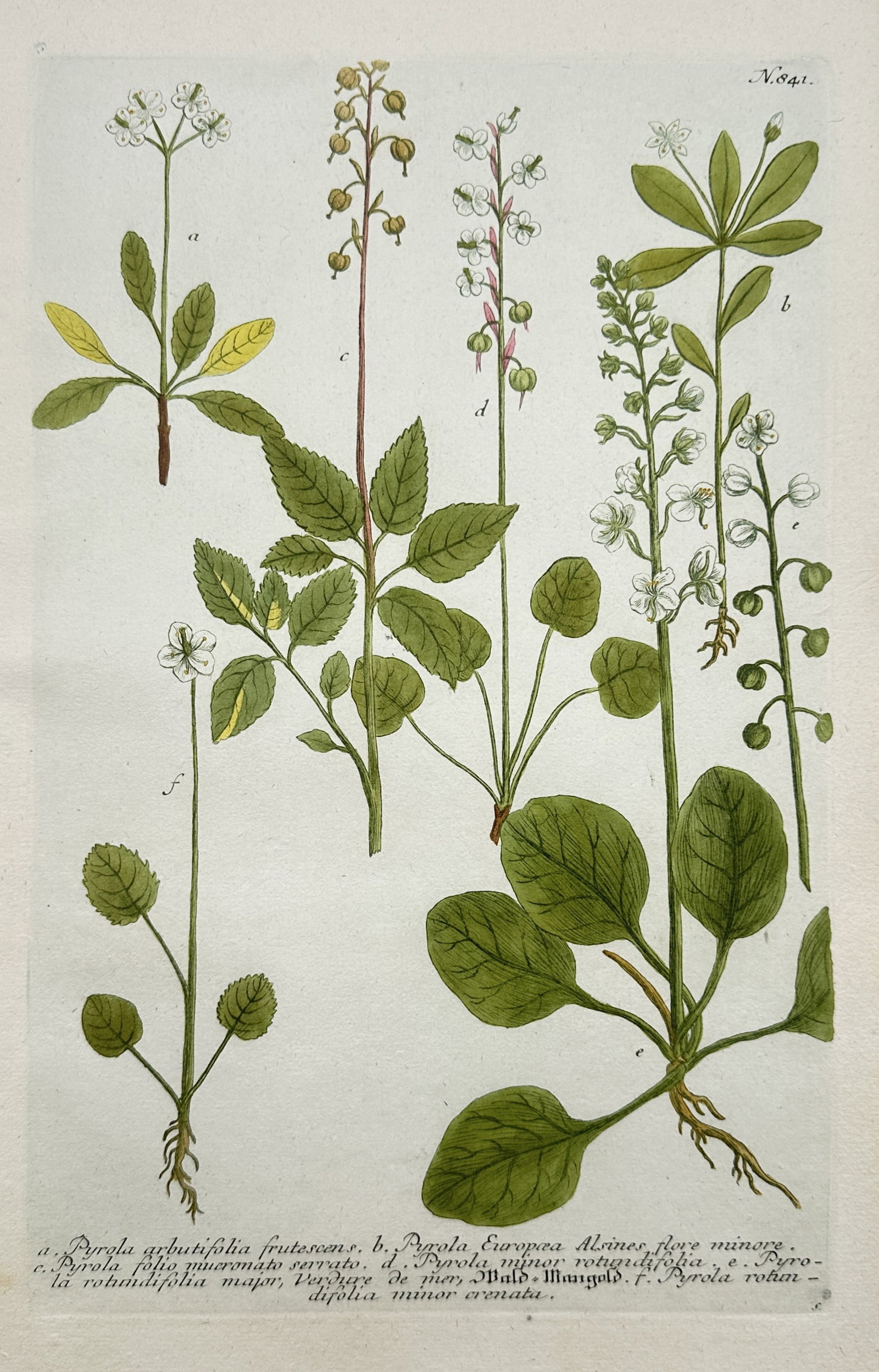 Johann Wilhelm Weinmann – Pyrola – Hand-coloured mezzotint and copper engraving (1745): "Pyrola" is a botanical illustration showcasing several flowering wintergreen plants from a scientific publication. The composition features various detailed specimens with root systems, green leaves,