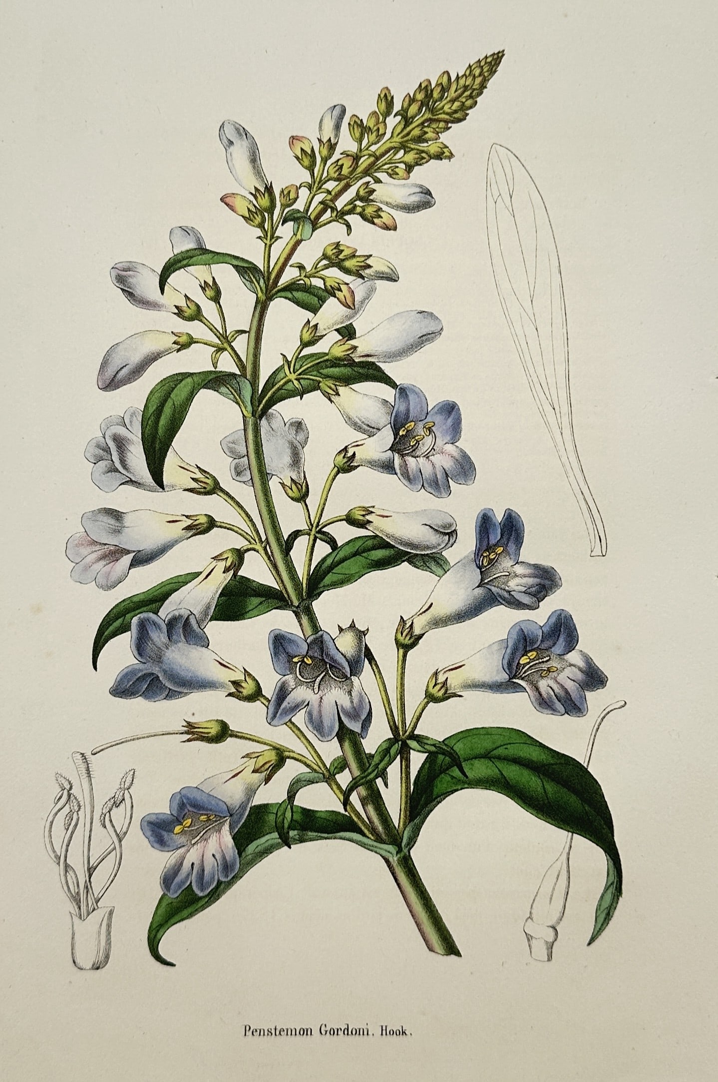 Guillaume Severeyns – Penstemon Gordoni – Lithograph (19th Century): "Penstemon Gordoni" is a botanical illustration showcasing a flowering plant stem from a scientific publication. The composition features a central stalk displaying clusters of tubular, pale blue and 