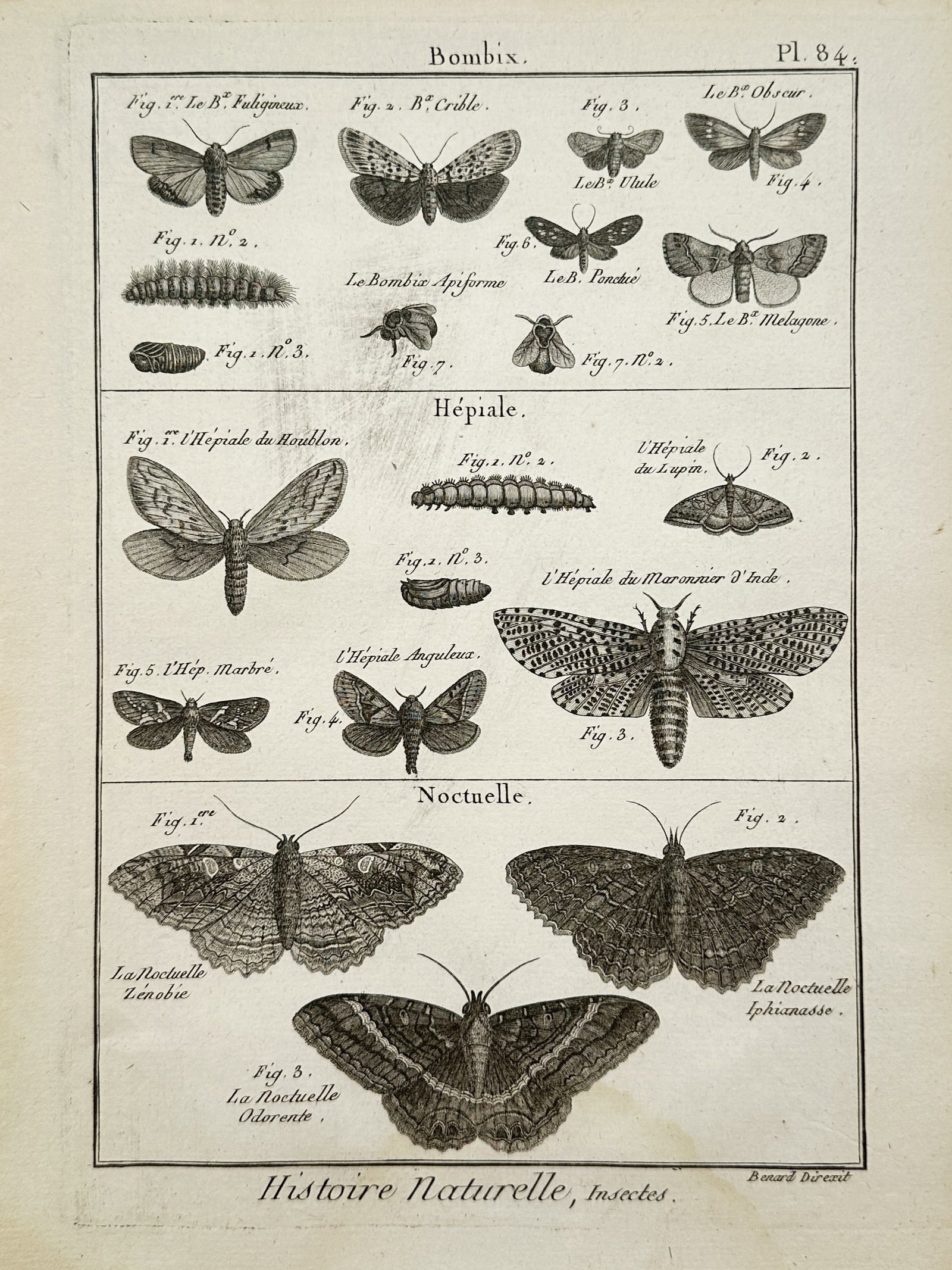 Robert Bénard – Moths and Caterpillars – Engraving (1789): "Moths and Caterpillars" is an entomological illustration showcasing a comparative study of various moth species, caterpillars, and pupae from a natural history publication. The composition features o