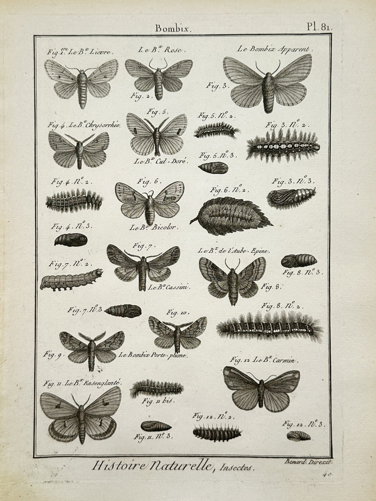 Robert Bénard – Silkmoths and Silk Caterpillars – Engraving (1789): Silkmoths and Silk Caterpillars is an entomological illustration showcasing a comparative study of various silkmoth species, caterpillars, and pupae from a natural history publication. The composition