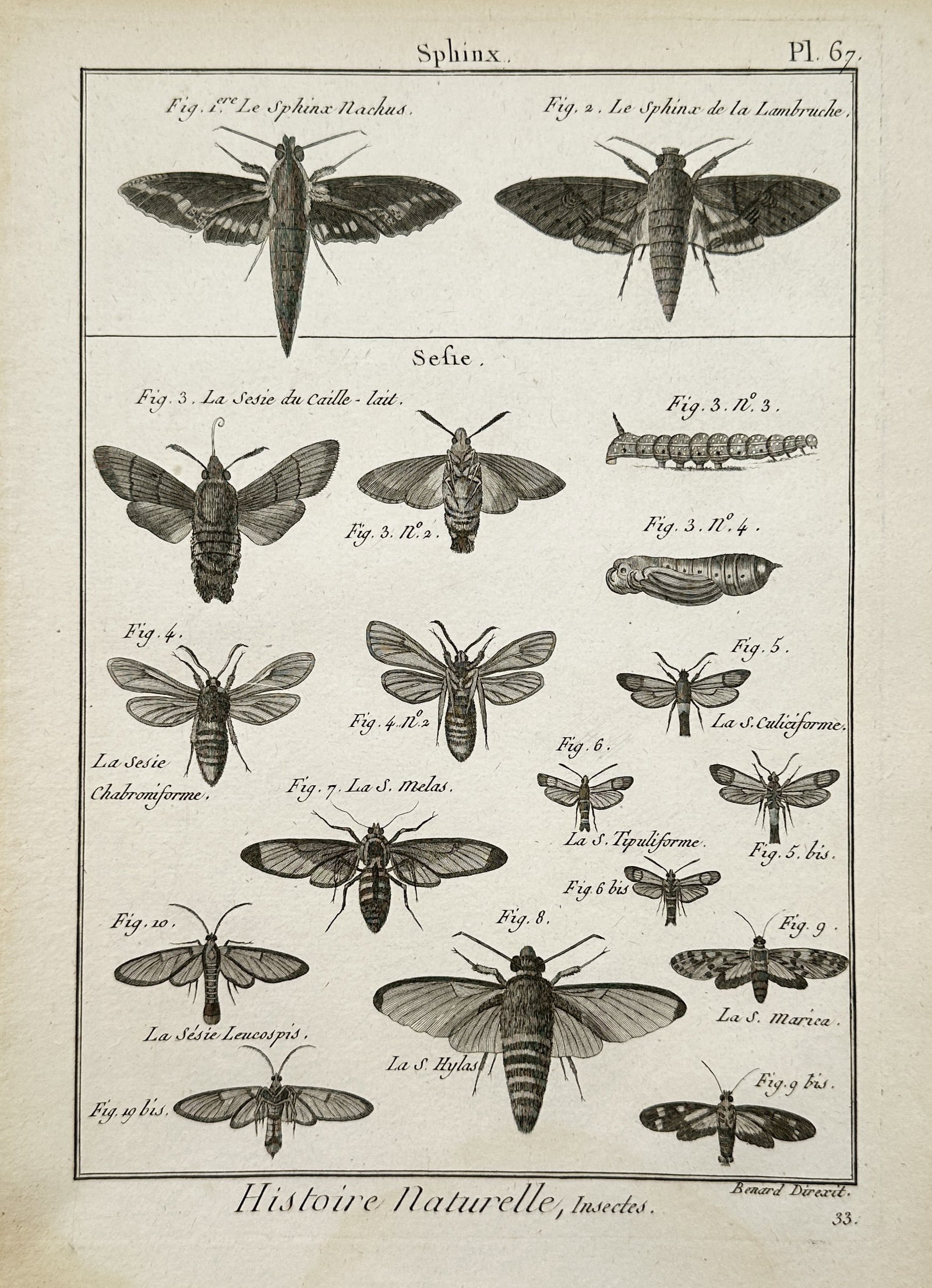 Robert Bénard – Hawk Moths and Clearwing Moths – Engraving (1789): "Hawk Moths and Clearwing Moths" is an entomological illustration showcasing a comparative study of various moth species, caterpillars, and pupae from a natural history publication. The composition fe