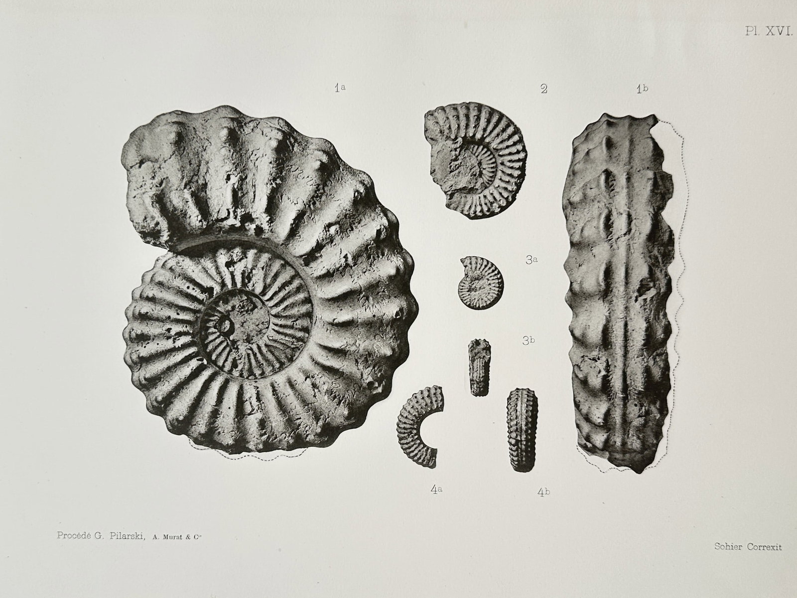 Albert de Grossouvre – Ammonite Fossils – Collotype (19th Century): "Ammonite Fossils" is a paleontological illustration showcasing a comparative study of prehistoric marine cephalopod shells from a scientific publication. The composition features various detailed vie