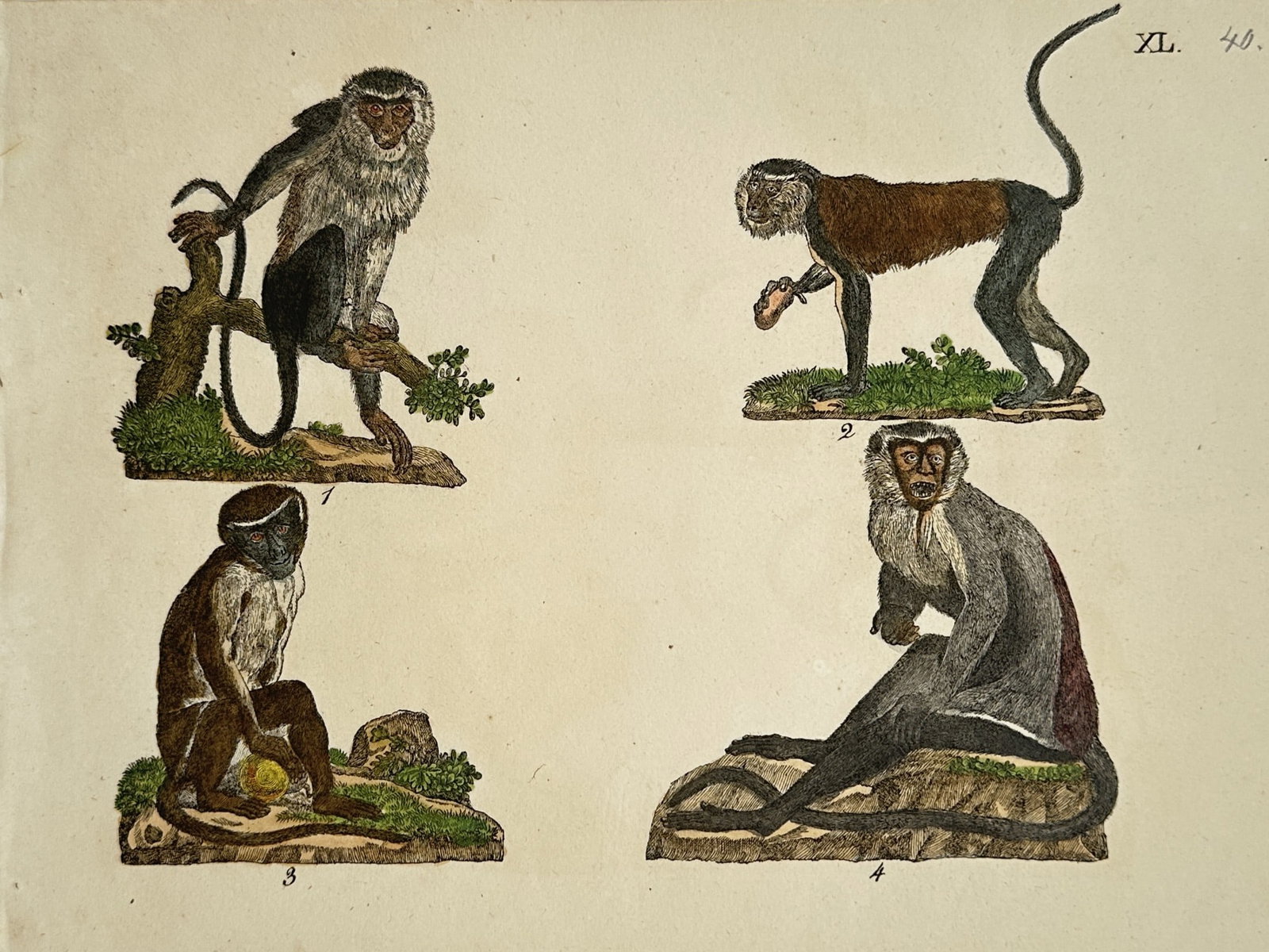 Friedrich Johann Justin Bertuch – Monkeys – Hand-coloured copper engraving (1790): "Monkeys" is a zoological illustration showcasing several distinct species of primates from a natural history publication. The composition features individual renderings of various monkeys resting on 