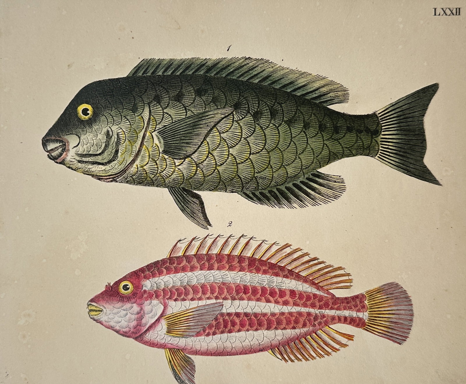 Friedrich Johann Justin Bertuch – Fish – Hand-coloured copper engraving (1790): "Fish" is a zoological illustration showcasing distinct species of marine life from a natural history publication. The composition features individual renderings of two detailed fish displaying intric