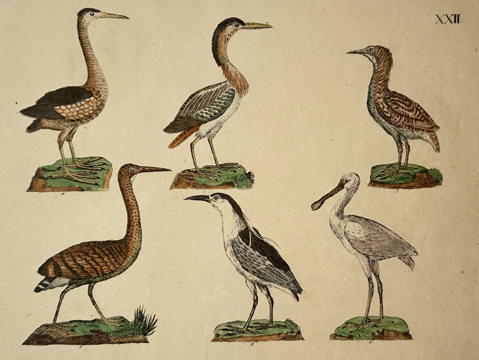 Friedrich Johann Justin Bertuch – Wading Birds and Herons – Hand-coloured copper engraving: "Wading Birds and Herons" is a zoological illustration showcasing several distinct species of long-legged avians from a natural history publication. The composition features individual renderings of v