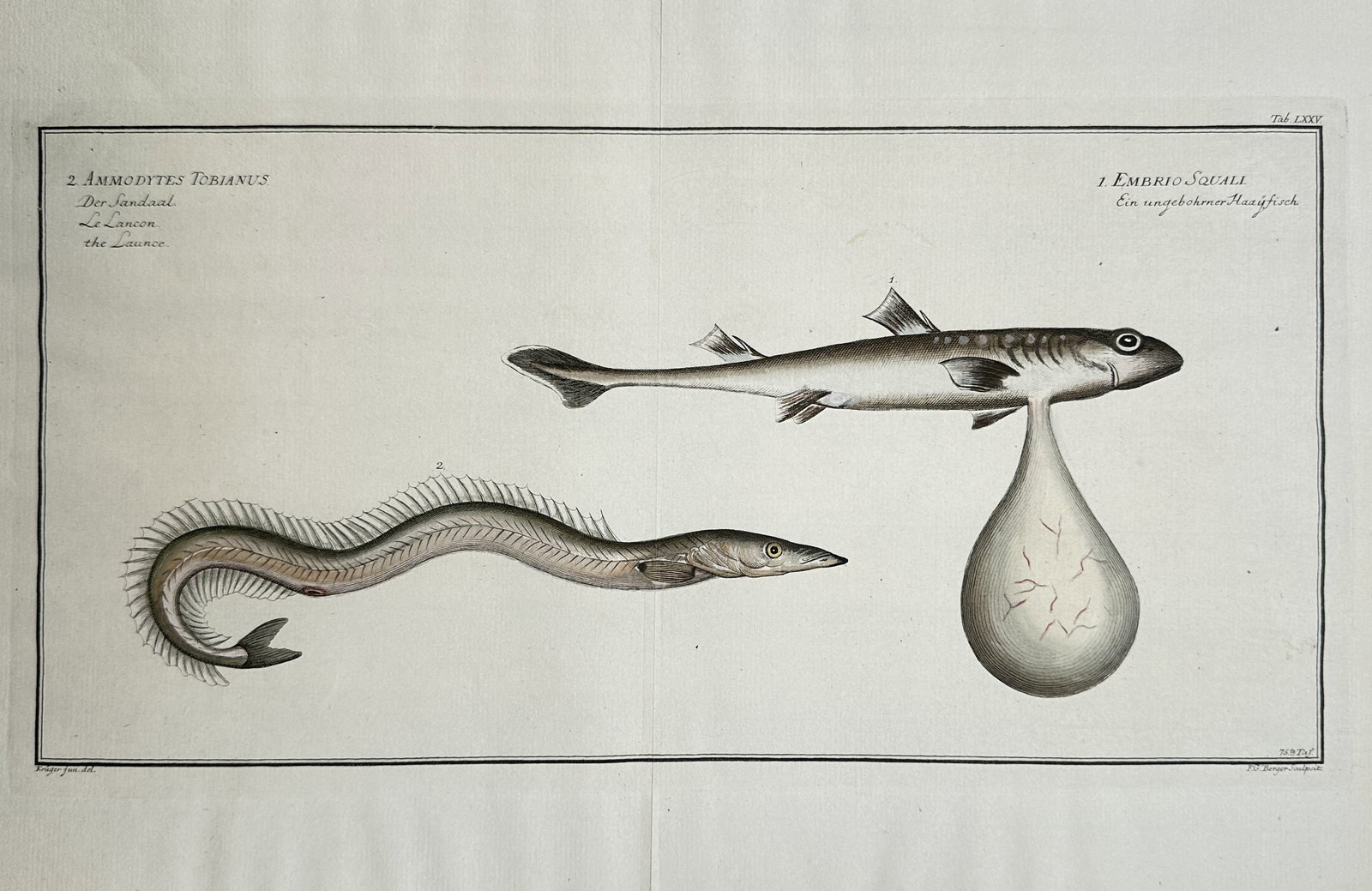 Marcus Élieser Bloch – Sand Eel and Shark Embryo – Hand-coloured copper engraving: "Sand Eel and Shark Embryo" is an ichthyological illustration showcasing distinct forms of marine life from a scientific publication. The composition features individual renderings of a slender, undul
