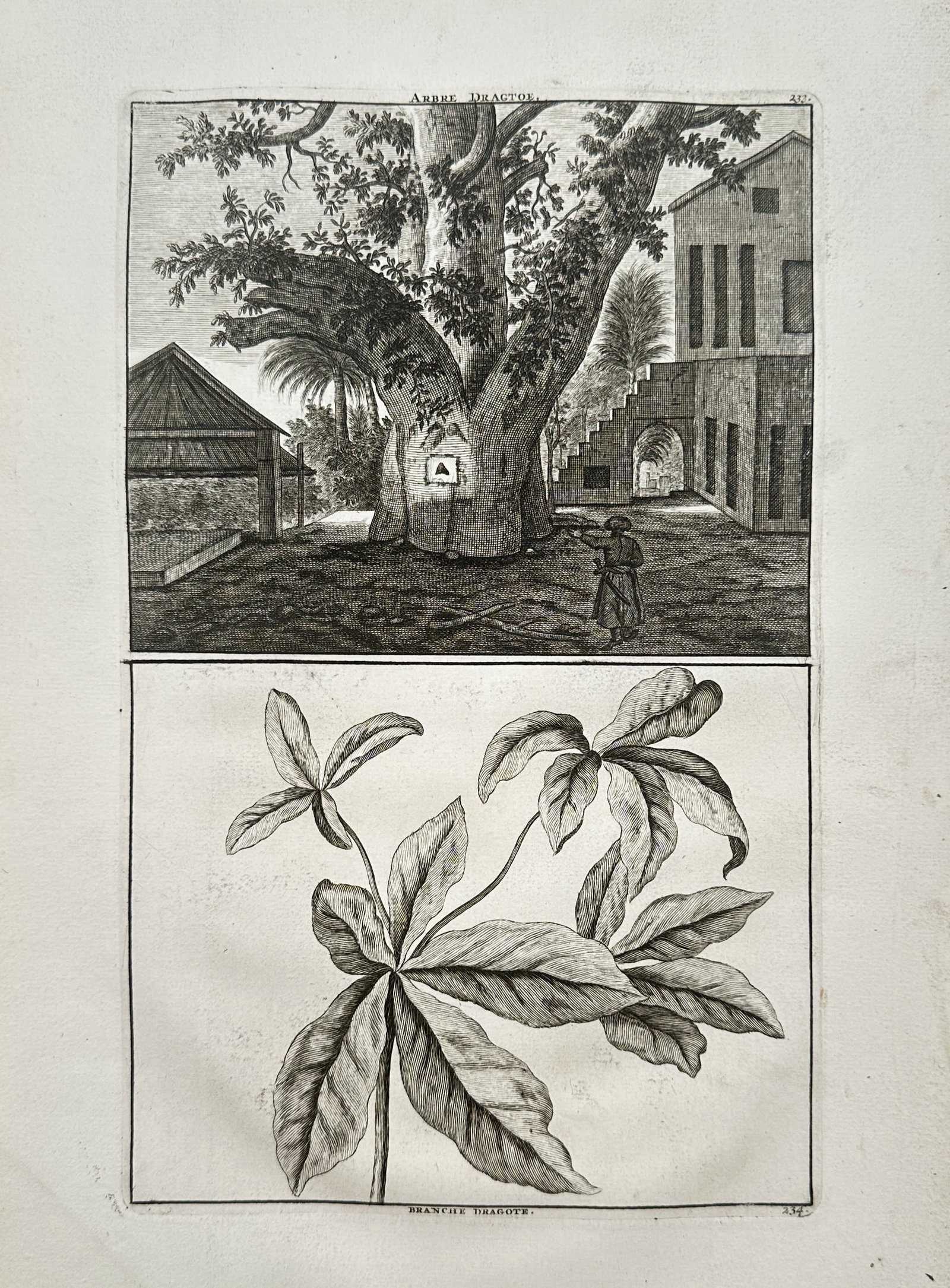 Cornelis de Bruijn – Dragon Tree – Engraving (1714): "Dragon Tree" is a botanical illustration showcasing a massive tropical tree species and its foliage from a travel publication in 1714. The composition features a detailed outdoor view of a thick-trun