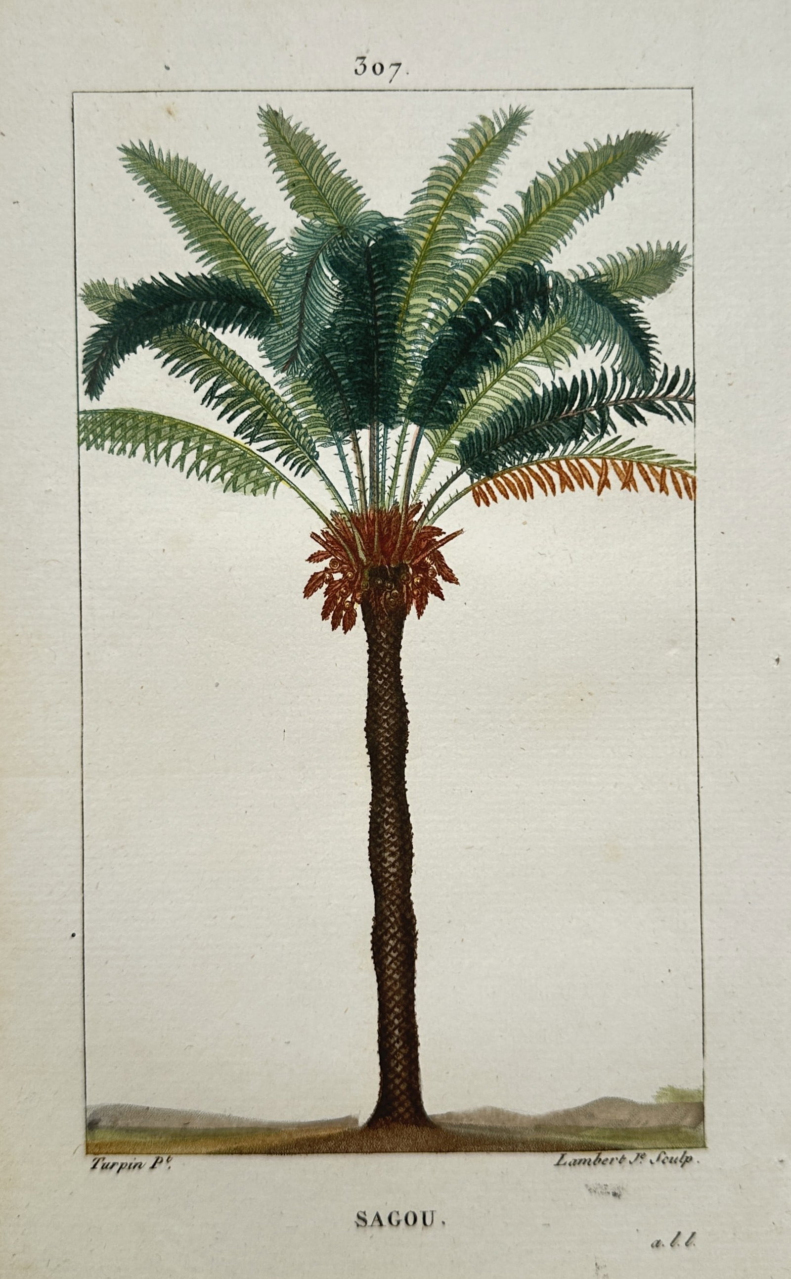 Pierre Jean Francois Turpin – Sago Palm – Hand-coloured copper engraving (1820): "Sago Palm" is a botanical illustration showcasing a full-length tropical palm tree from a scientific publication. The composition features a detailed specimen with an upright textured trunk, prominen