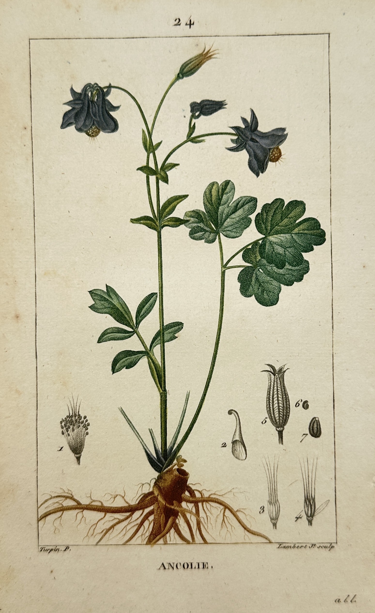 Pierre Jean Francois Turpin – Columbine (Ancolie) – Hand-coloured copper engraving (1820): "Columbine" is a botanical illustration showcasing a flowering columbine plant alongside its detailed floral anatomy and root structure from a scientific publication. The composition features a centra
