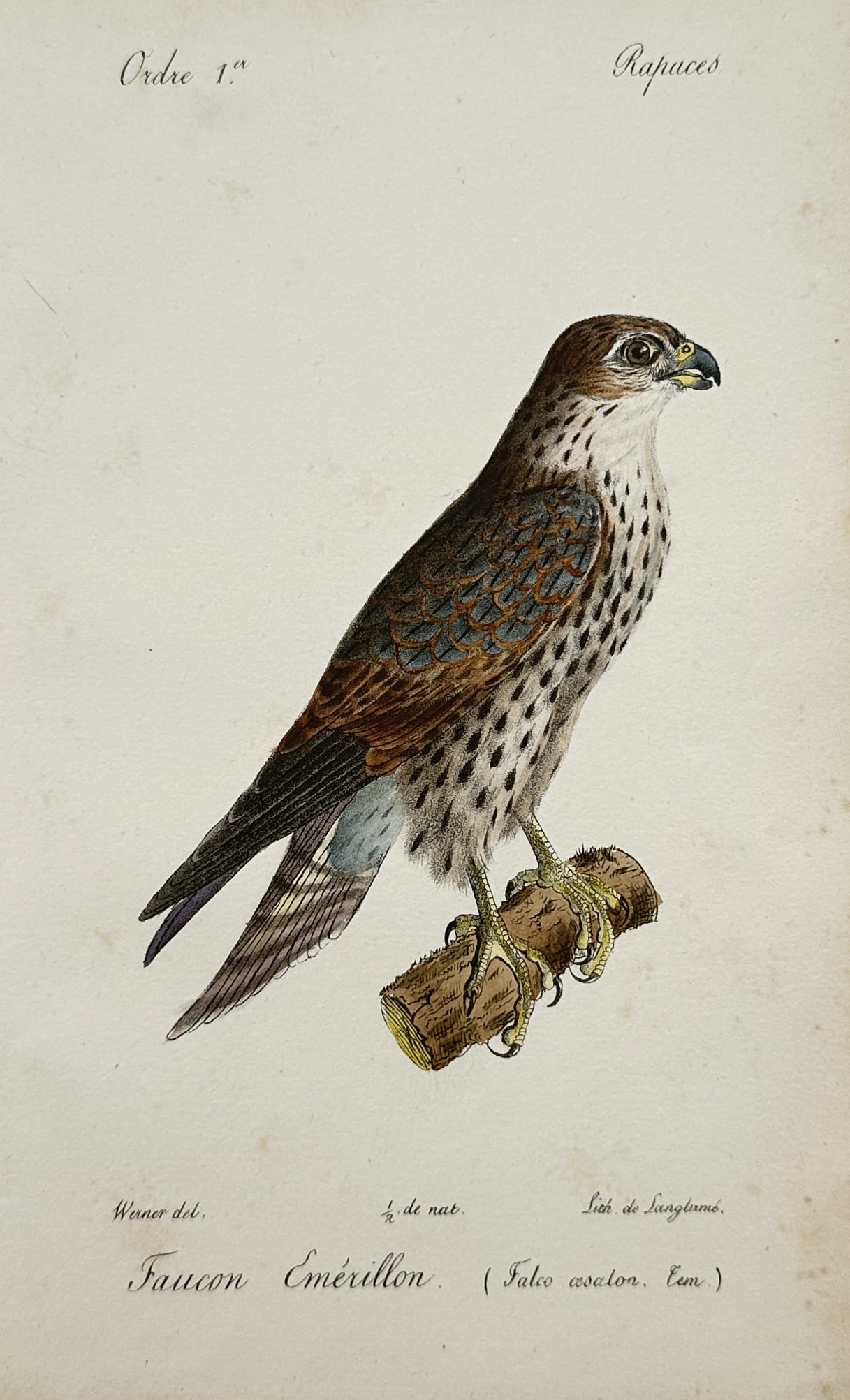 Jean Werner – Merlin – Hand-coloured lithograph (1828): "Merlin" is an ornithological illustration showcasing a small bird of prey from a natural history publication. The composition features a detailed profile rendering of a falcon displaying patterned pl