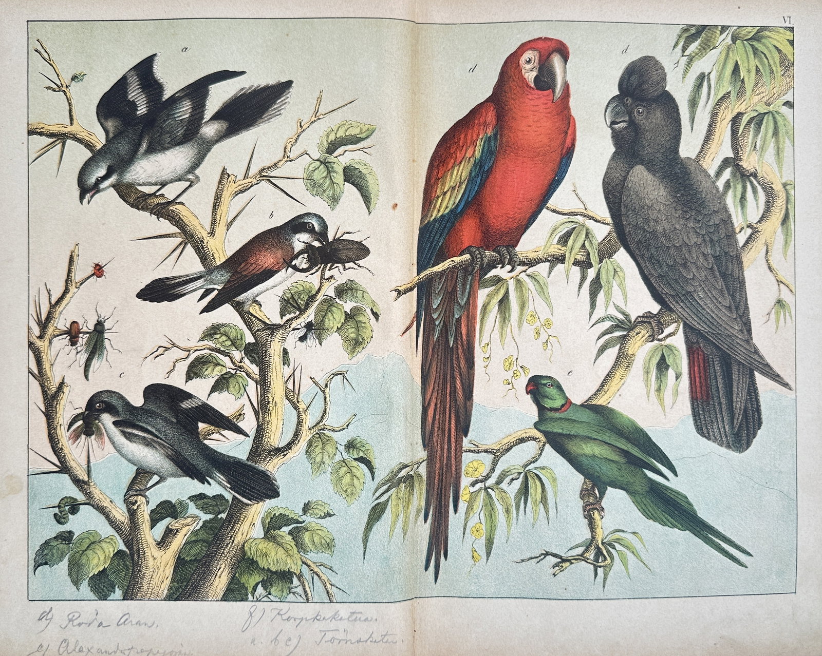 Gotthilf Heinrich von Schubert – Exotic Birds and Shrikes – Hand-coloured lithograph (1854): "Exotic Birds and Shrikes" is a zoological illustration showcasing distinct species of tropical and temperate birds from a natural history publication. The composition features individual renderings o