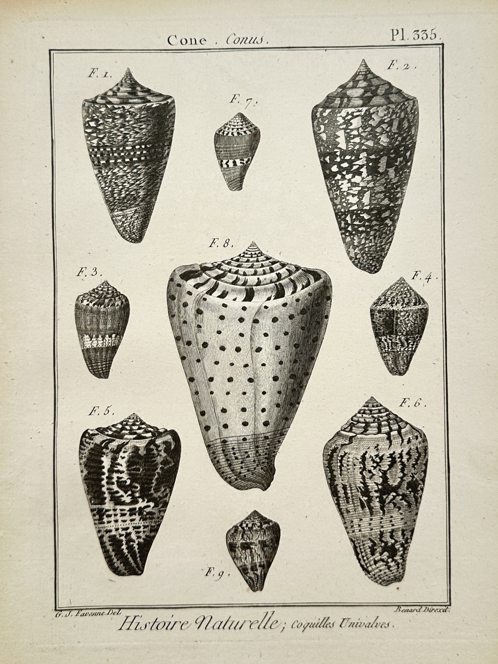 Robert Bénard – Cone Shells (Cone, Conus) – Engraving (1789): "Cone Shells" is a conchological illustration showcasing distinct species of univalve sea snail shells from a natural history publication. The composition features individual scientific renderings of 