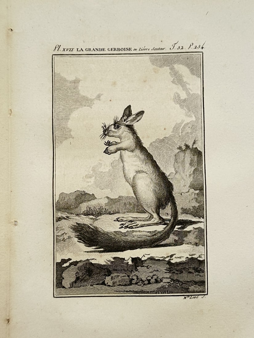 Georges-Louis Leclerc de Buffon – The Great Jerboa – Engraving (18th Century): "The Great Jerboa" is a zoological illustration showcasing a small desert rodent from a natural history publication. The composition features a detailed rendering of a jerboa standing on its hind legs