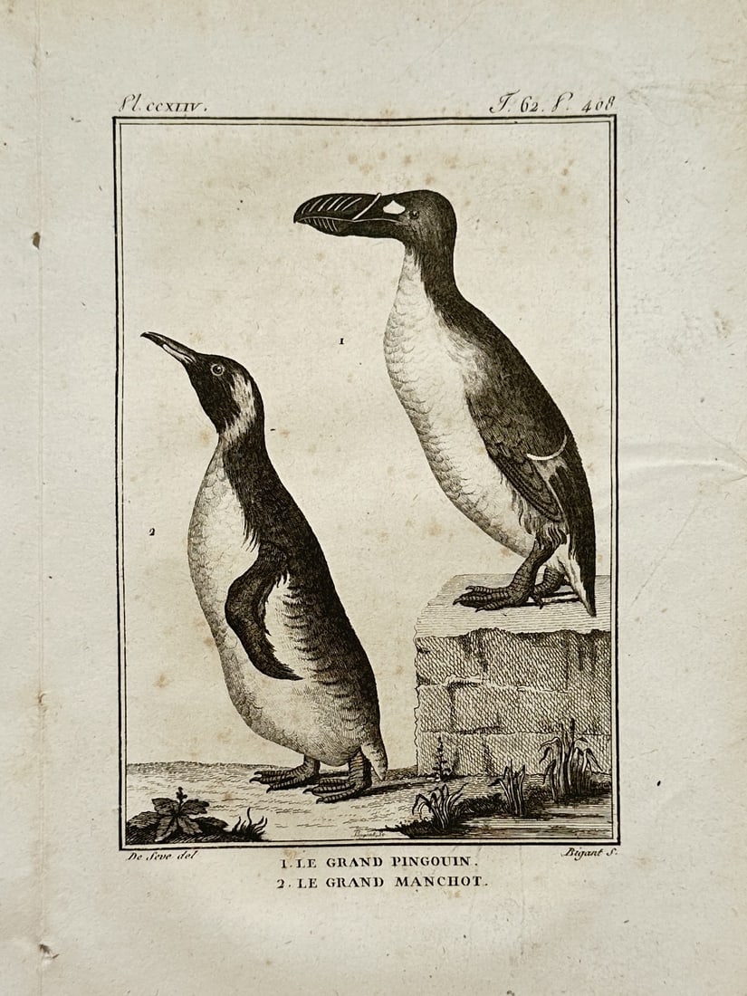 Georges-Louis Leclerc de Buffon – The Great Auk and King Penguin – Engraving (18th Century): "The Great Auk and King Penguin" is an ornithological illustration showcasing flightless seabirds from a natural history publication. The composition features individual scientific renderings of a gre