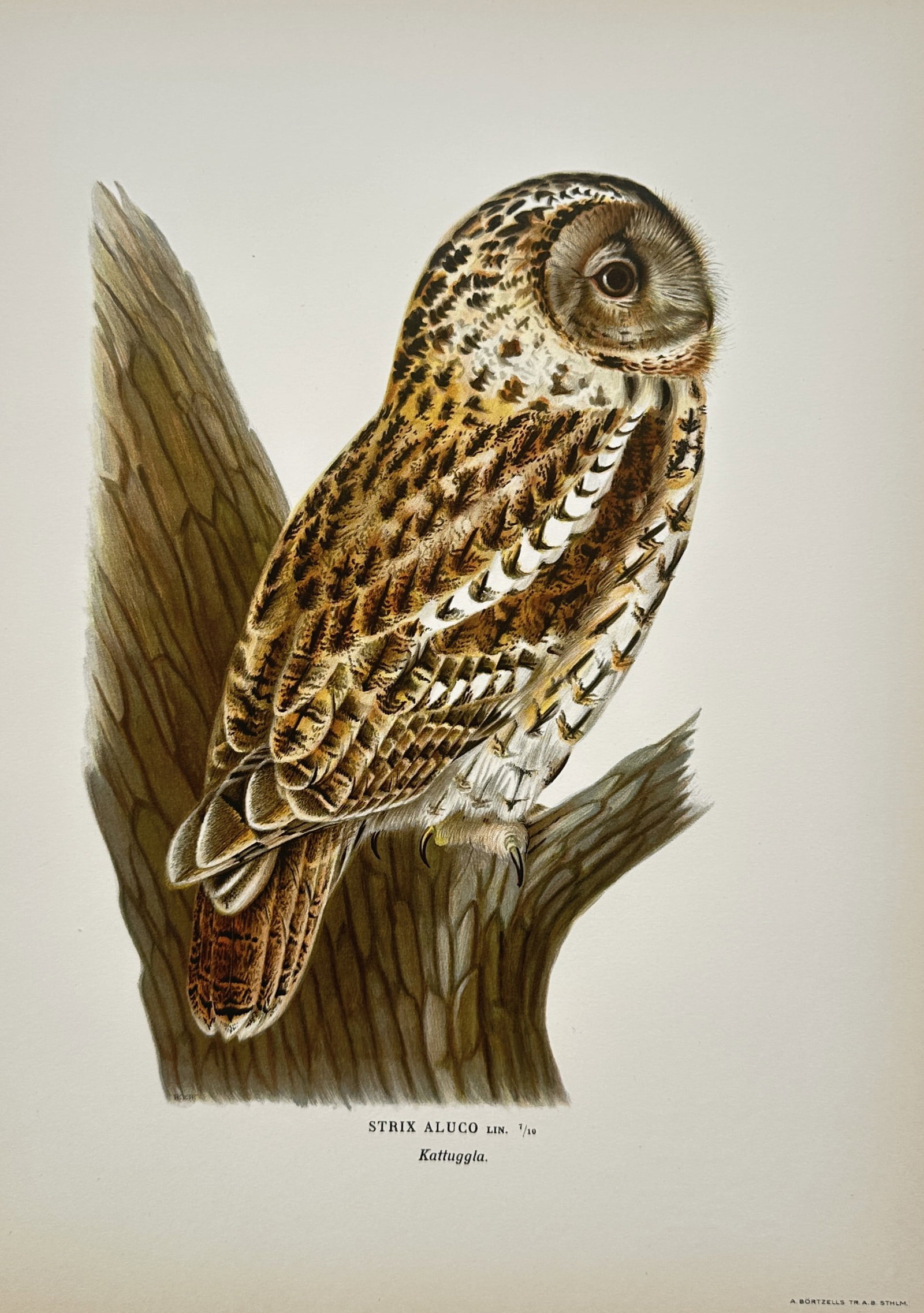 Magnus von Wright – Tawny Owl (Strix Aluco) – Chromolithograph (1929) (1 of 2)