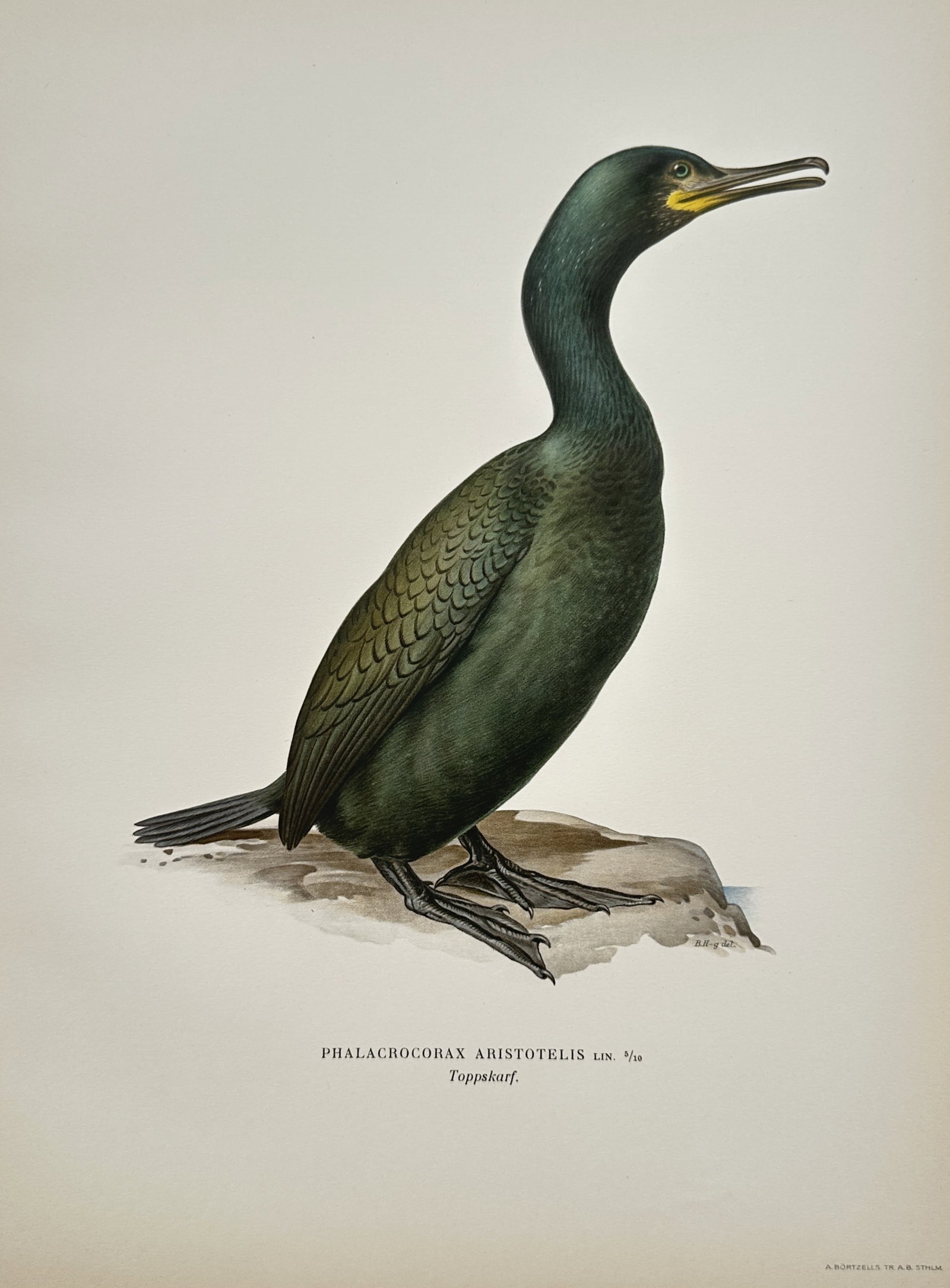 Magnus von Wright – European Shag (Phalacrocorax Aristotelis) – Chromolithograph (1929) (1 of 2)