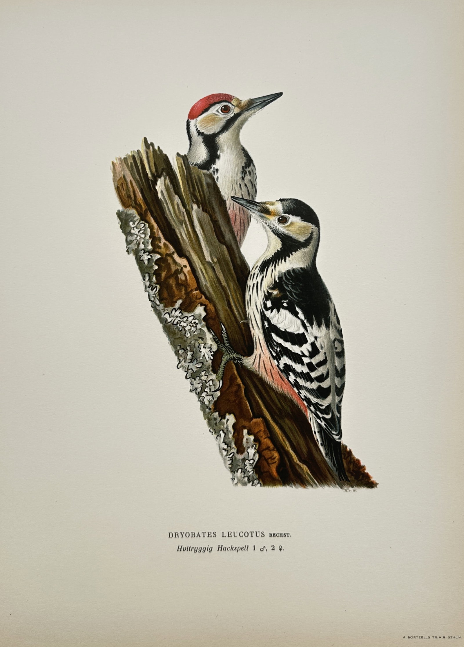 Magnus von Wright – White-backed Woodpecker (Dryobates Leucotos) – Chromolithograph (1929): "White-backed Woodpecker" is an ornithological illustration showcasing a pair of woodpeckers from a natural history publication. The composition features detailed renderings of a male and a female woo