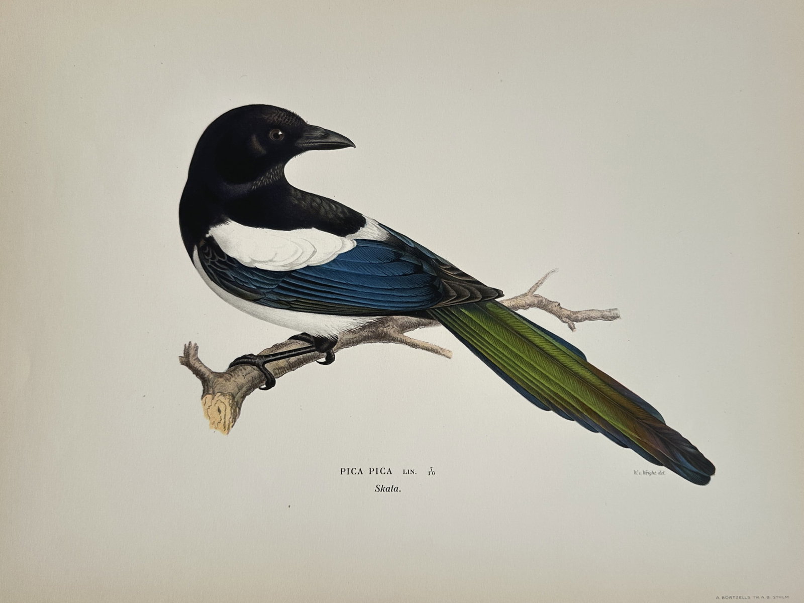 Magnus von Wright – Eurasian Magpie (Pica Pica) – Chromolithograph (1929) (1 of 2)