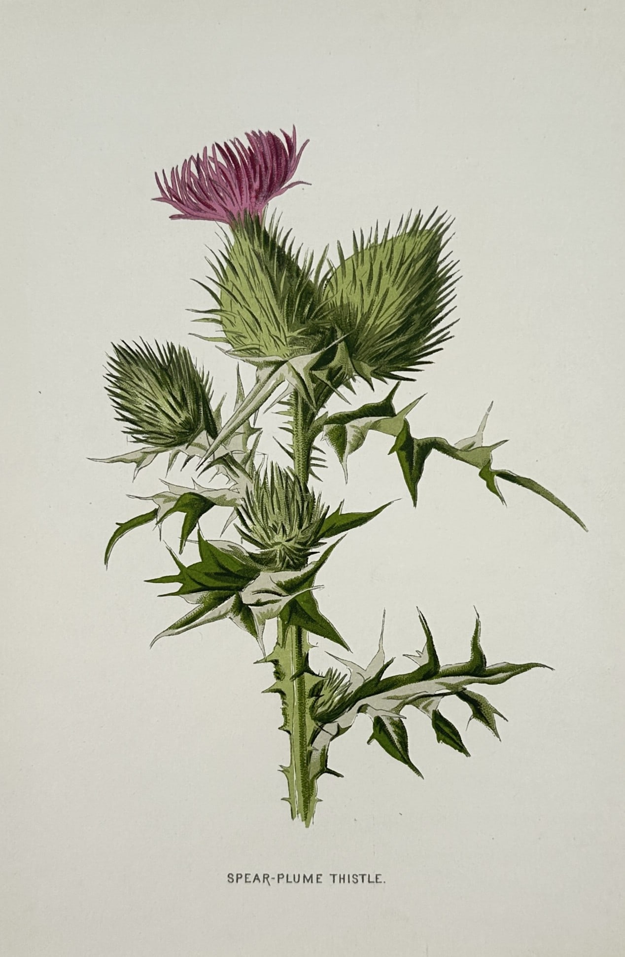 Frederick Edward Hulme – Spear Plume Thistle – Chromolithograph (1880) (1 of 2)
