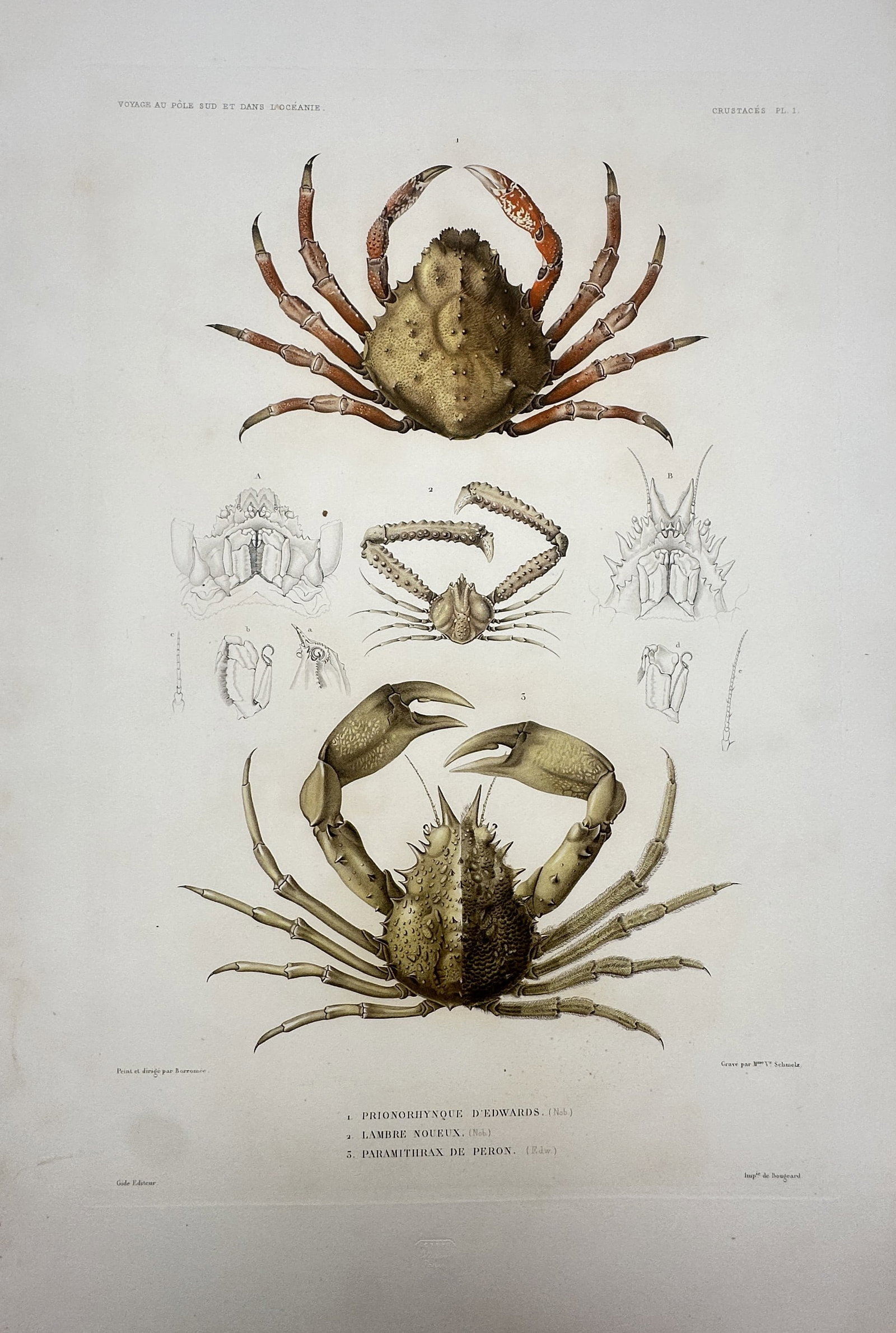 Jules Dumont d'Urville – Crabs – Lithograph (19th Century): "Crabs" is a carcinological illustration showcasing distinct species of marine crustaceans from a natural history voyage publication. The composition features detailed scientific renderings of differe