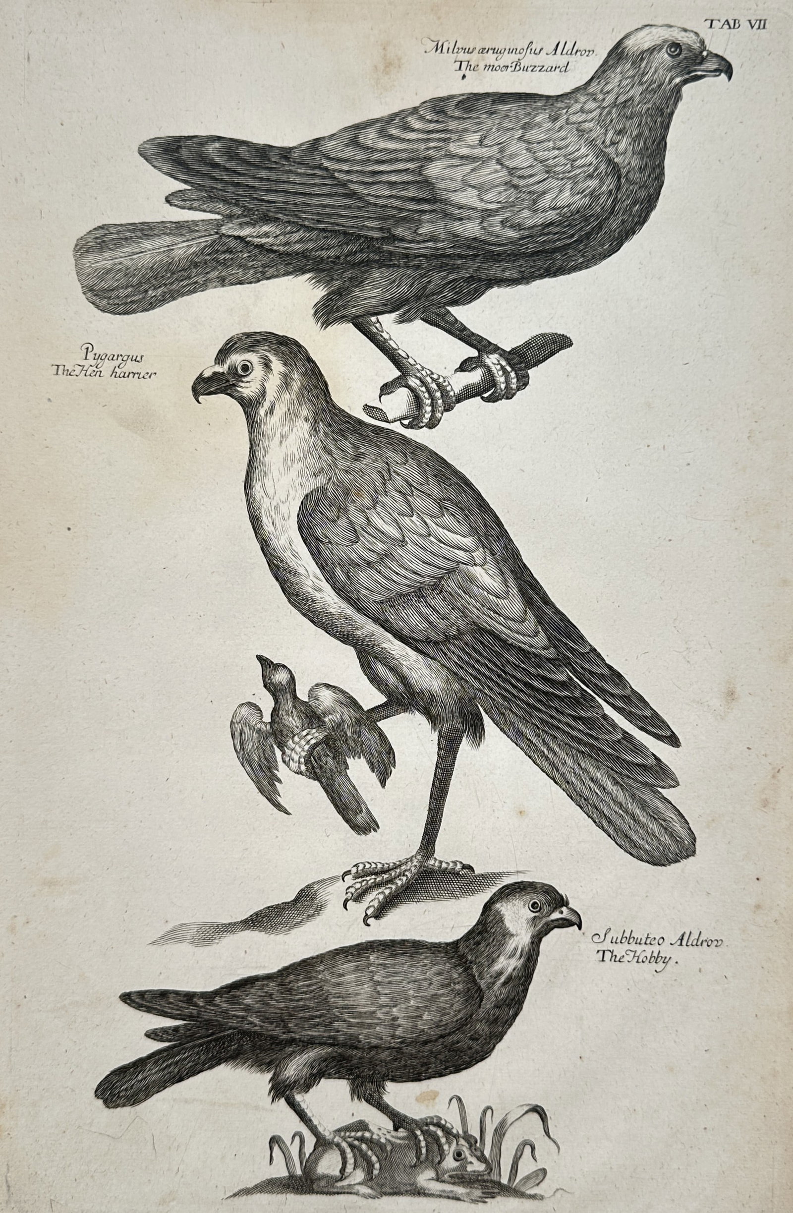 Francis Willughby – Birds of Prey – Engraving (1678) (1 of 2)