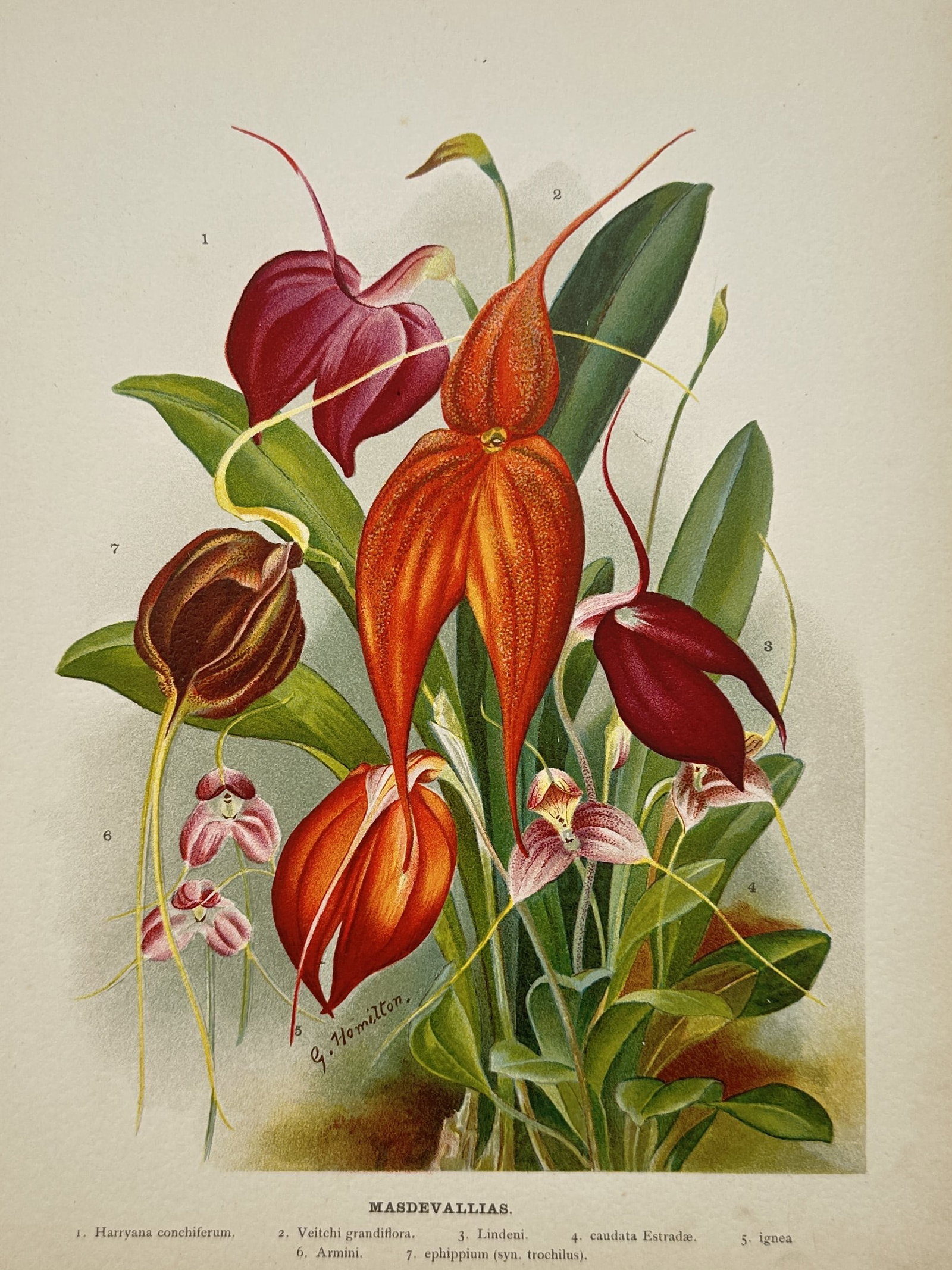 Gertrude Hamilton – Masdevallias – Chromolithograph (1897) (1 of 2)