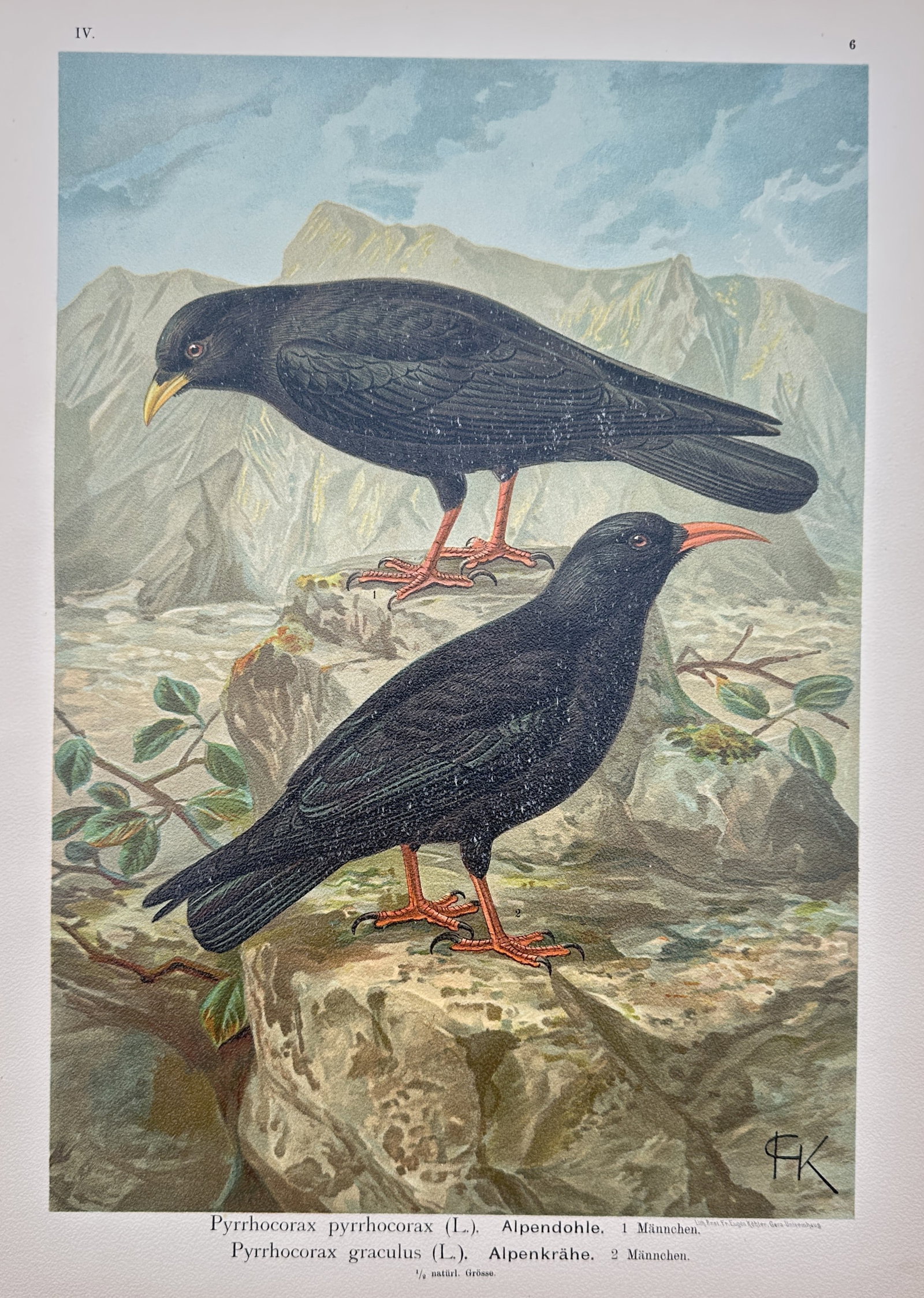 Johann Friedrich Naumann – Choughs (Alpendohle, Alpenkrähe) – Chromolithograph (1905): "Choughs" is a botanical and zoological illustration showcasing two distinct bird species from a natural history publication. The composition features a detailed rendering of two dark-plumaged birds p