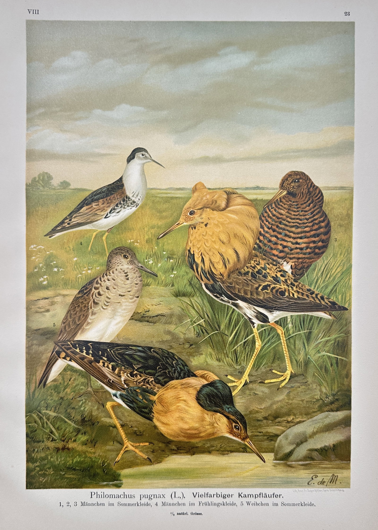 Johann Friedrich Naumann – Ruffs (Vielfarbiger Kampfläufer) – Chromolithograph (1905) (1 of 2)