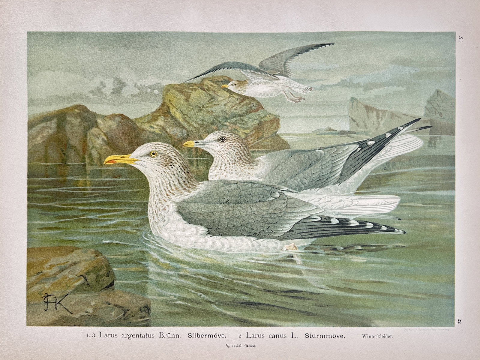Johann Friedrich Naumann – Gulls (Silbermöve, Sturmmöve) – Chromolithograph (1905) (1 of 2)