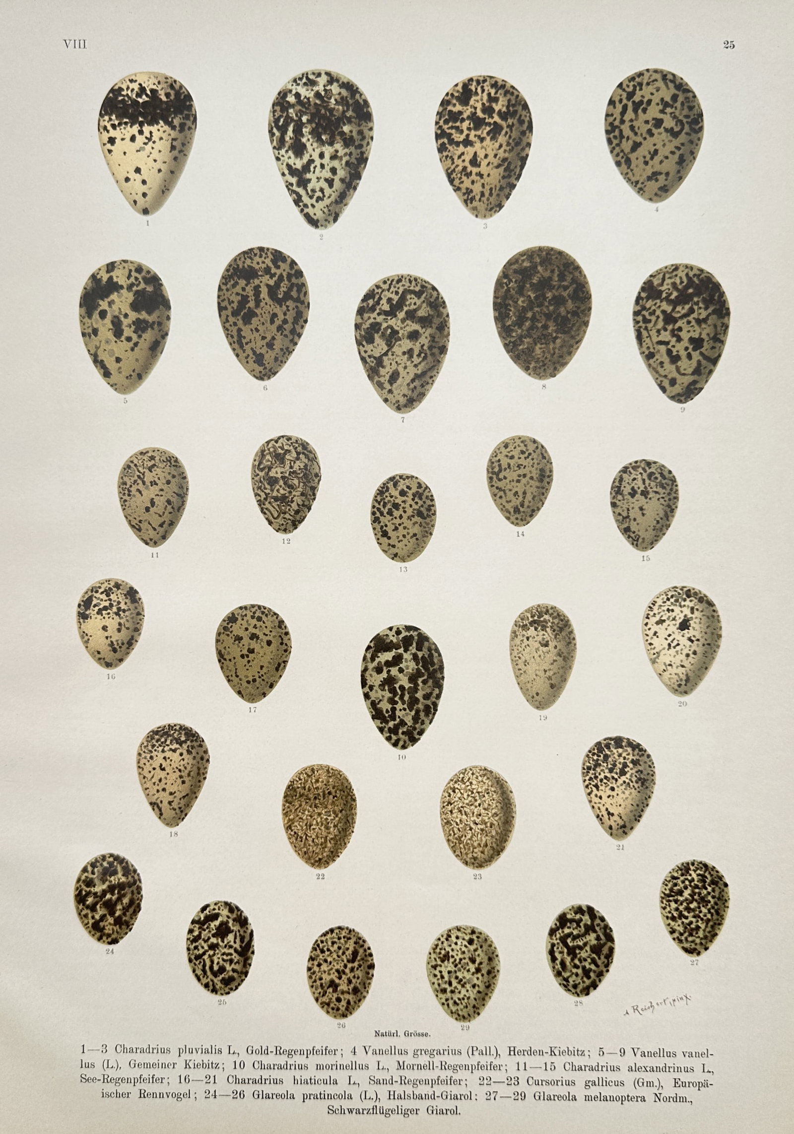 Johann Friedrich Naumann – Bird Eggs (Gold-Regenpfeifer, Herden-Kiebitz) – Chromolithograph: "Bird Eggs" is a botanical and zoological illustration showcasing an array of avian specimens from a natural history publication. The composition features a detailed grid arrangement rendering various