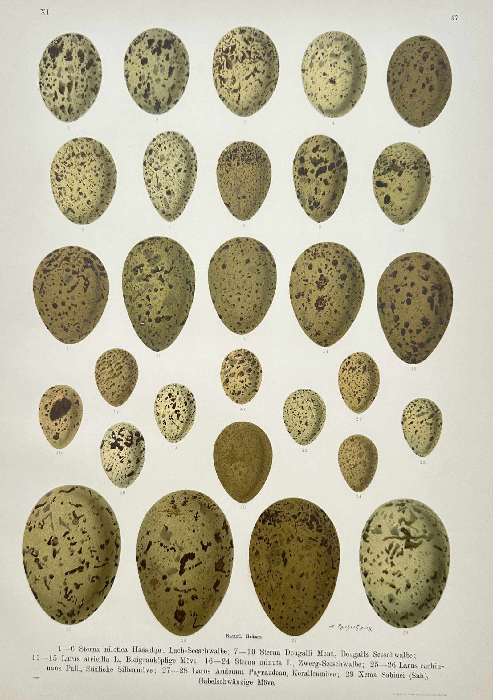 Johann Friedrich Naumann – Bird Eggs (Lach-Seeschwalbe, Dougalls Seeschwalbe): "Bird Eggs" is a botanical and zoological illustration showcasing an array of avian specimens from a natural history publication. The composition features a detailed grid arrangement rendering various