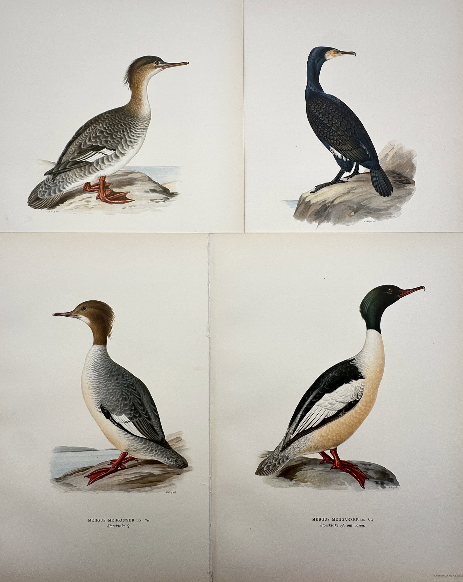 Magnus von Wright – Set of 4: Ornithological Plates – Lithographs (1920s) (1 of 2)