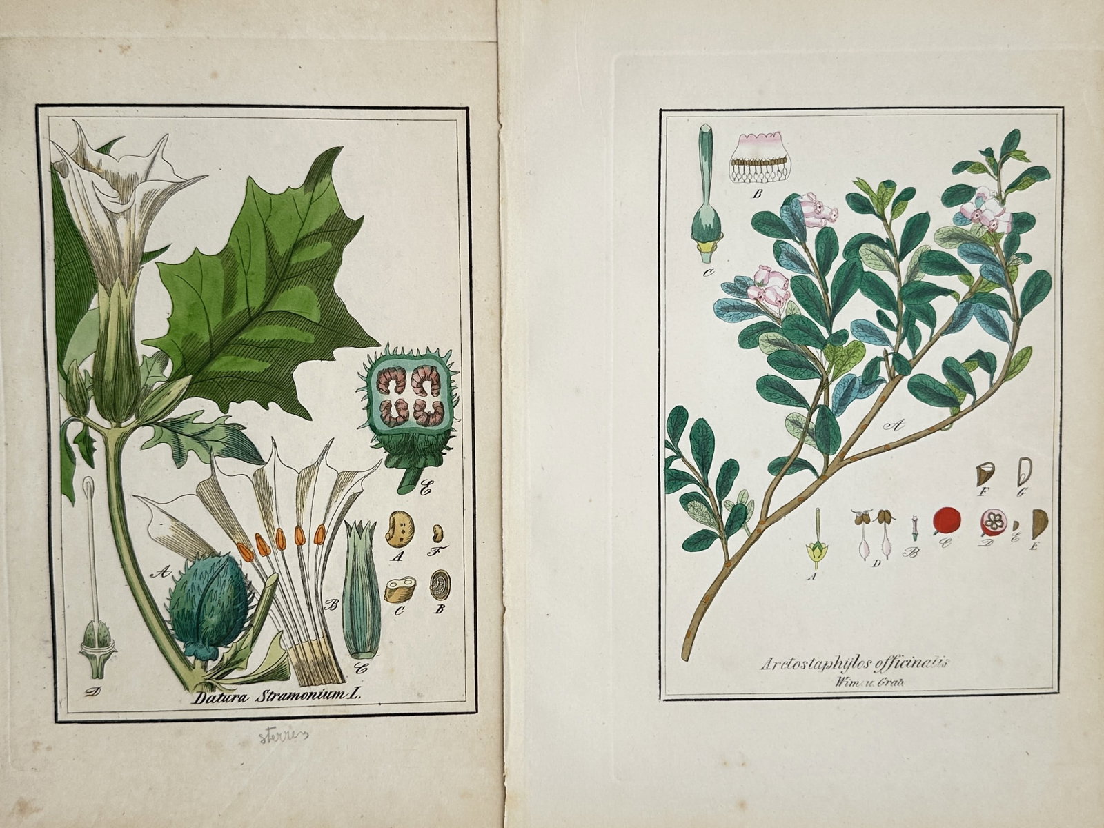 Friedrich Gottlob Hayne – Set of 2: Medicinal Flora – Hand-coloured copper engraving (1805): "Medicinal Flora" presents a pair of scientific plates illustrating specific plant varieties with their leaves, flowers, and dissected reproductive components. This educational work serves as a precis