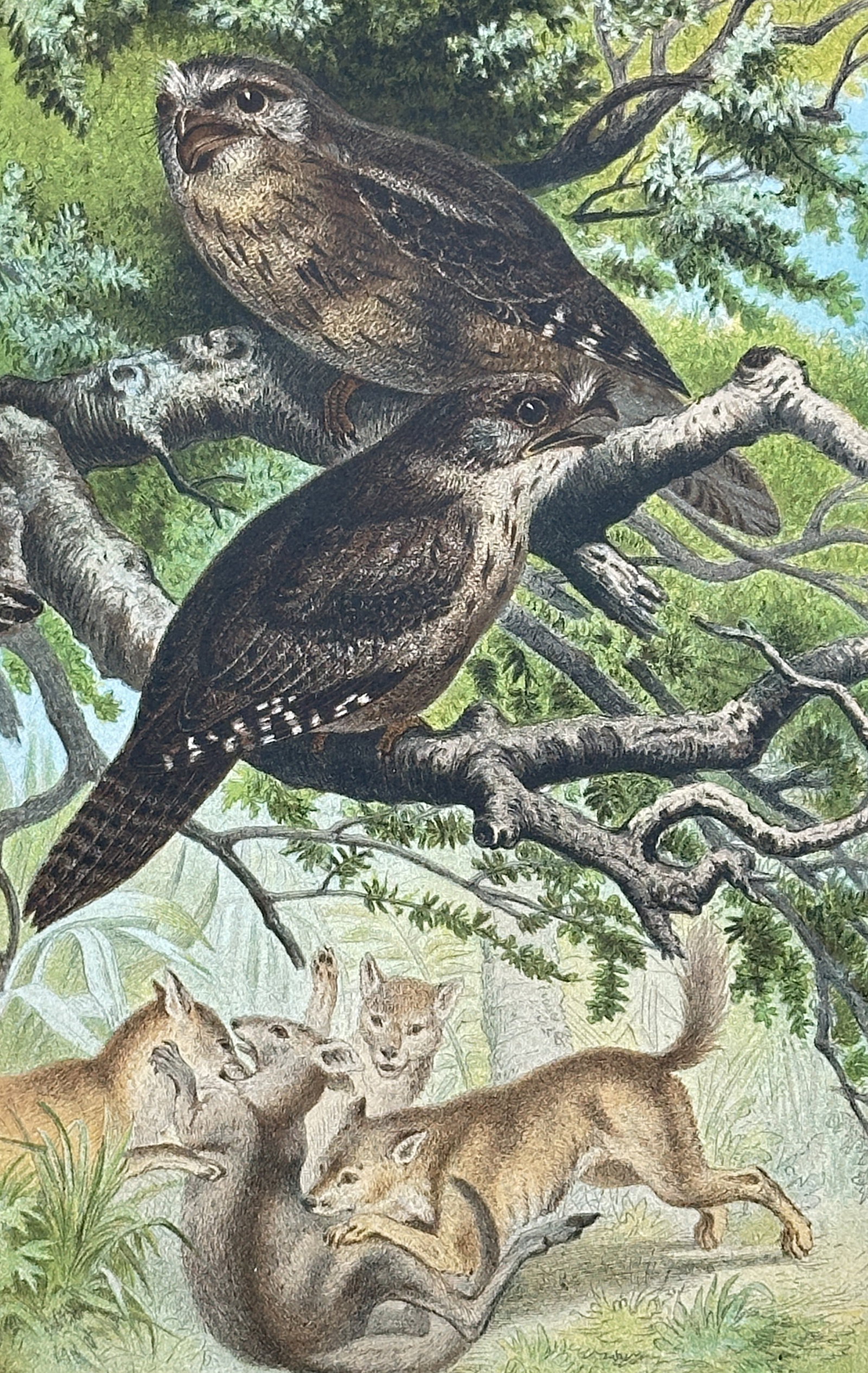 Gotthilf Heinrich von Schubert – Great Potoo – Lithograph (19th Century): "Riesenschwalm" presents a broad overview of nocturnal birds perched upon a mossy tree branch alongside a pack of wild canines pursuing small prey in a forested landscape. This natural history illustr