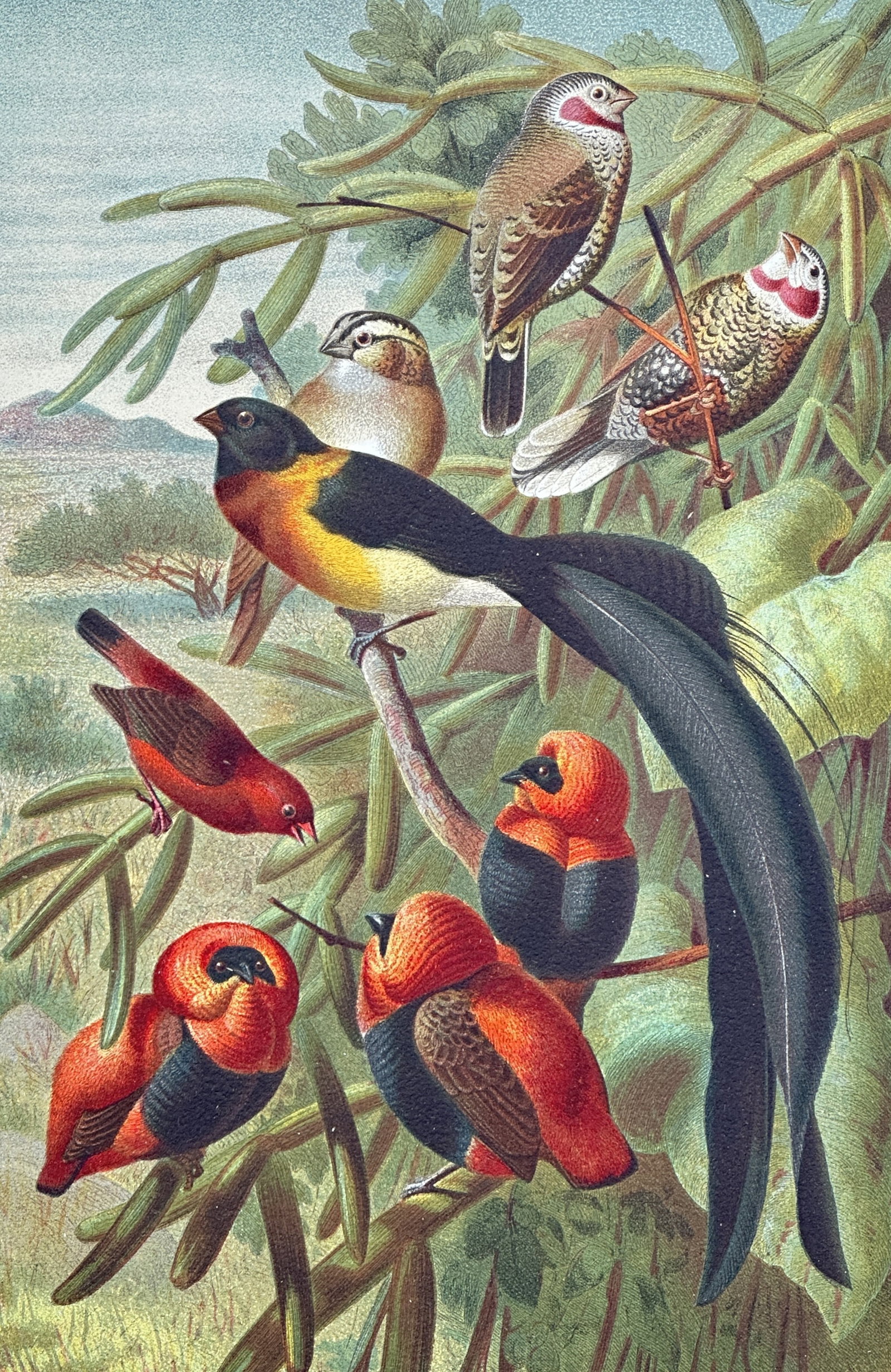 Gotthilf Heinrich von Schubert – Weaver Birds – Lithograph (19th Century): "Webervögel" presents a broad overview of several small, brightly colored birds perched among the branches of a leafy plant. This natural history illustration showcases the varied plumage and distinc