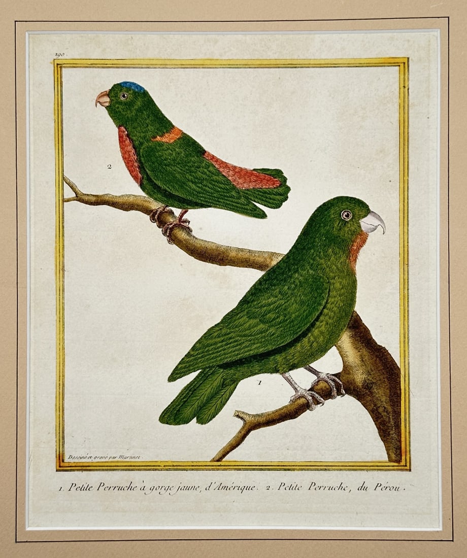François-Nicolas Martinet – Little Yellow-Throated Parakeet of America and Little Parakeet of: "Petite Perruche a Gorge Jaune, d'Amerique. Petite Perruche, du Perou." presents a broad overview of two vibrant green parakeets with distinct orange and blue accents perched on a natural branch. This